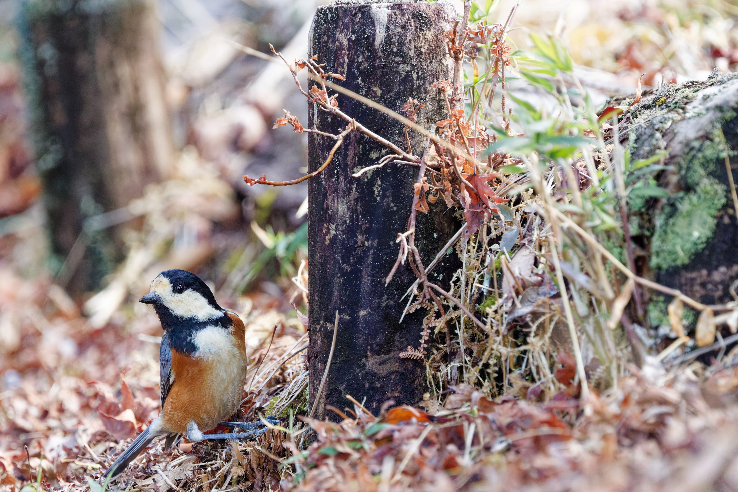 Varied Tit (3).jpg