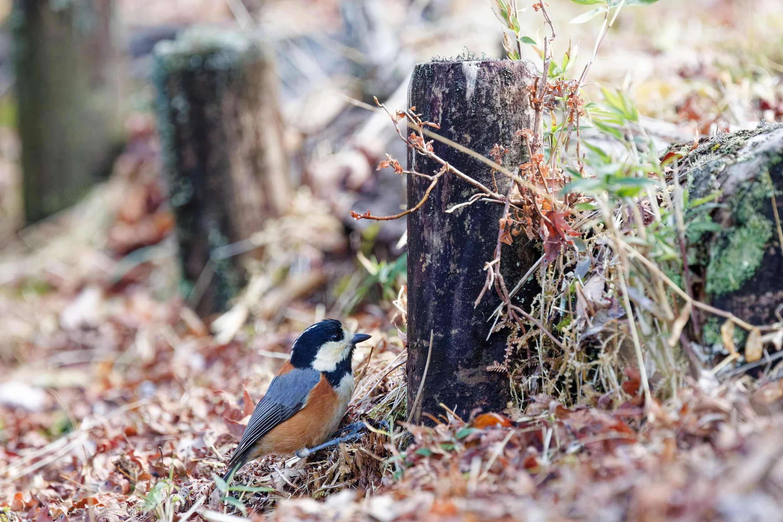 Varied Tit (4).jpg
