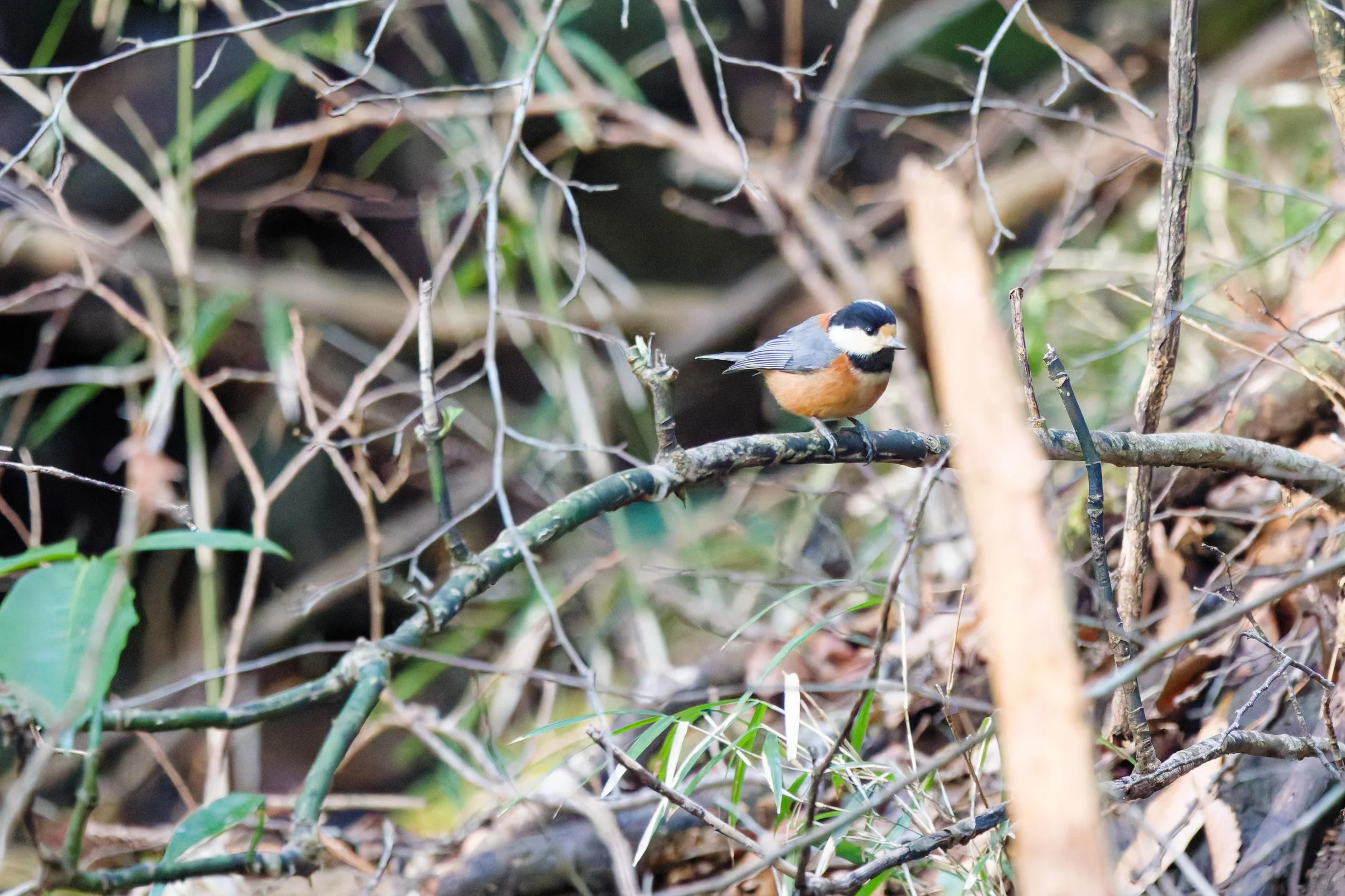 Varied Tit (5).jpg