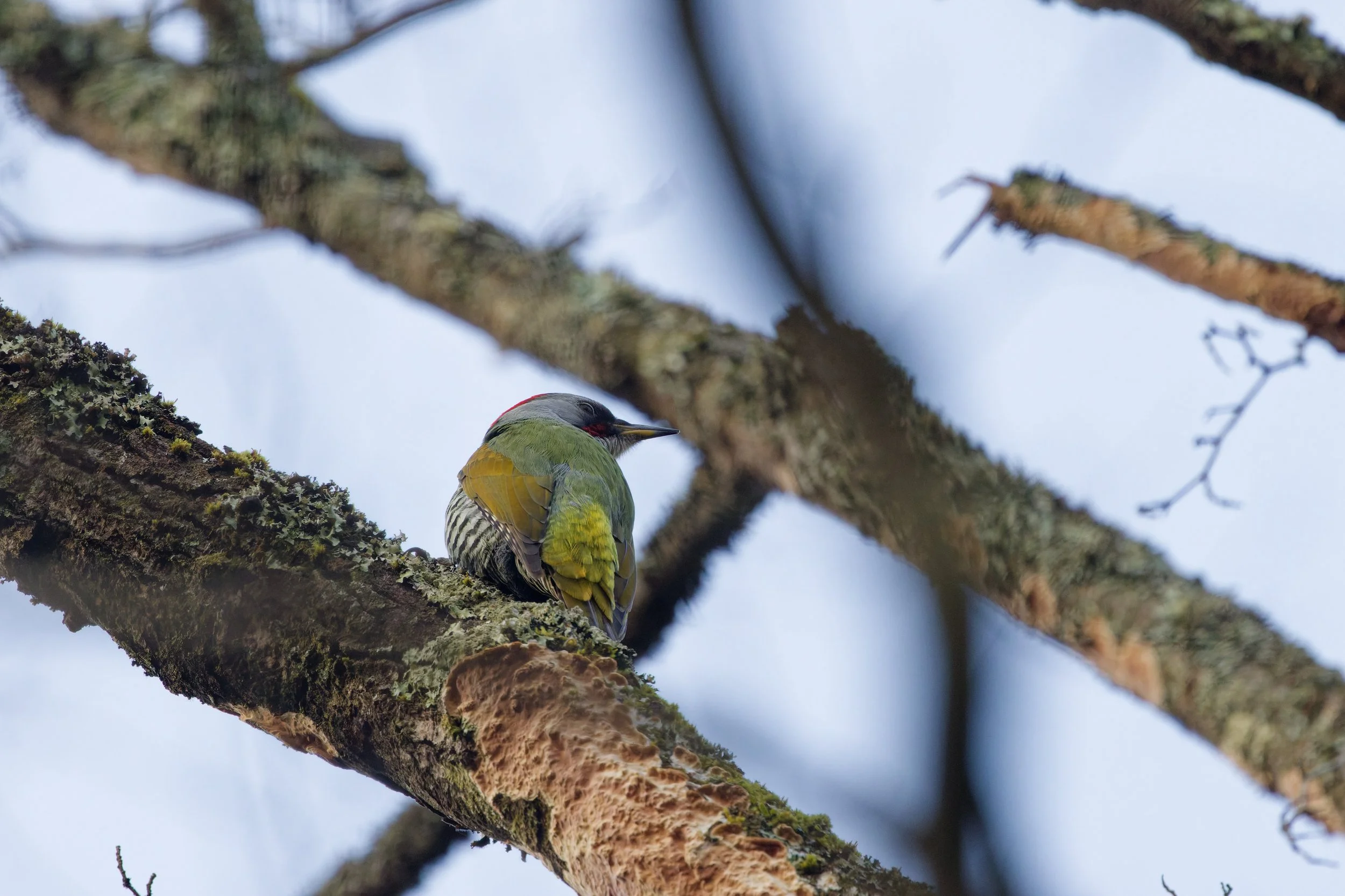 Japanese Woodpecker (1).jpg