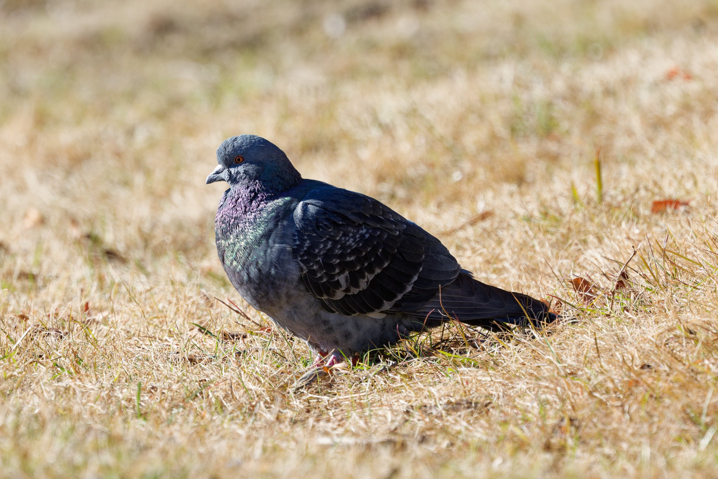 Rock Dove Japan (1).jpg