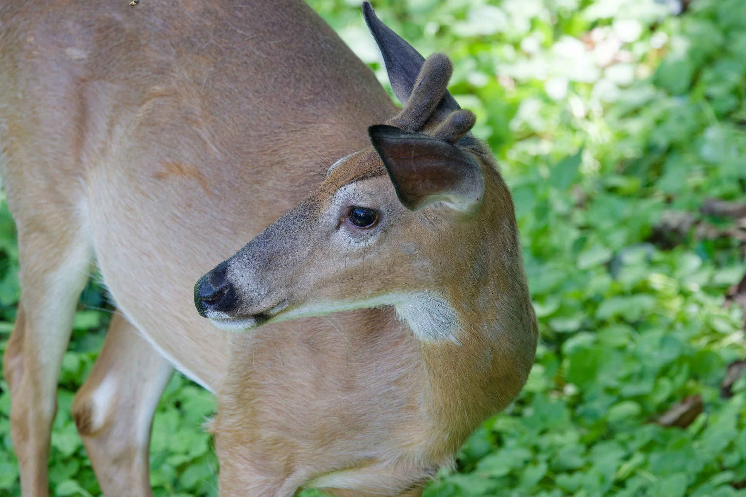 White-tailed Deer (2).jpg