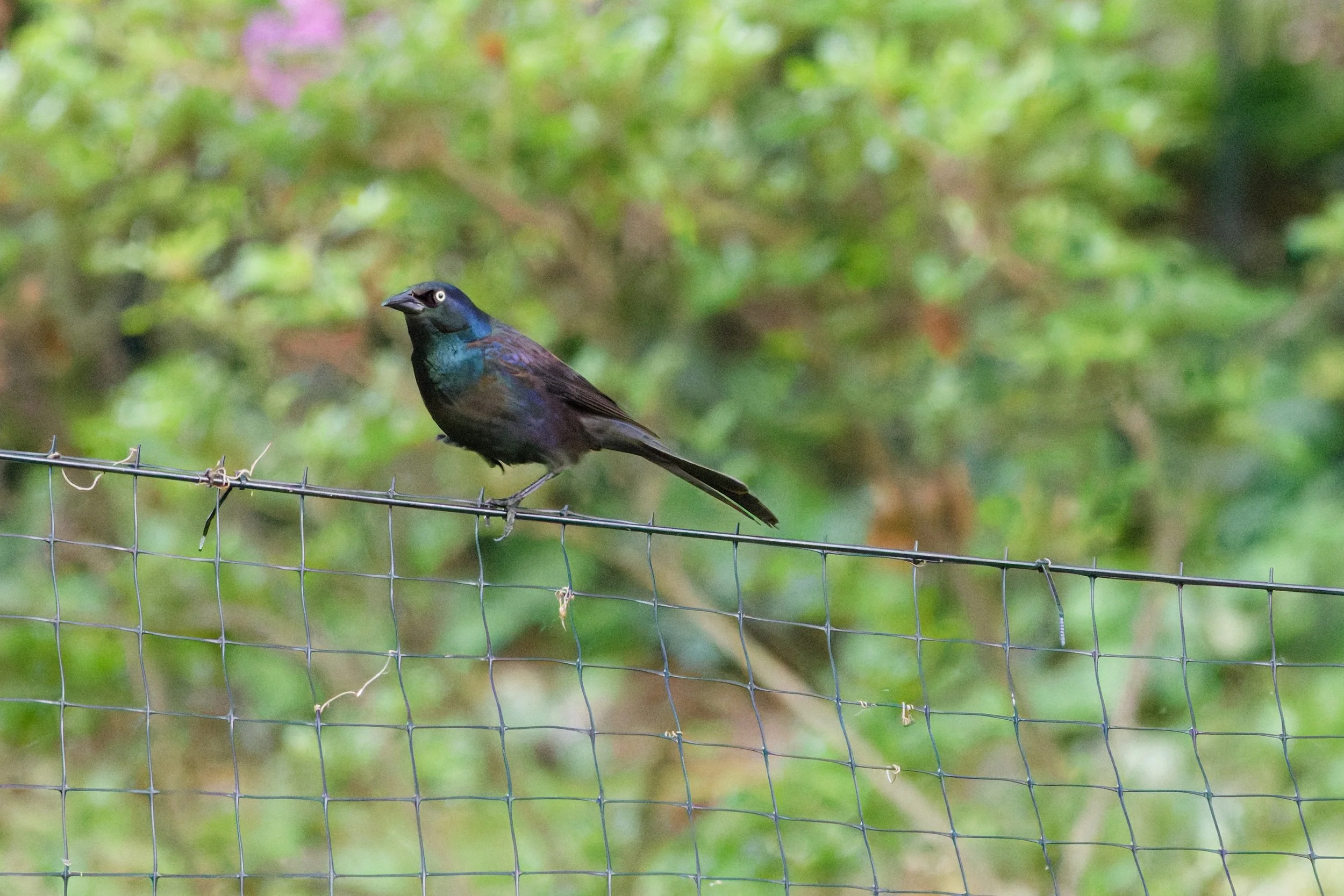 Common Grackle (4).jpg