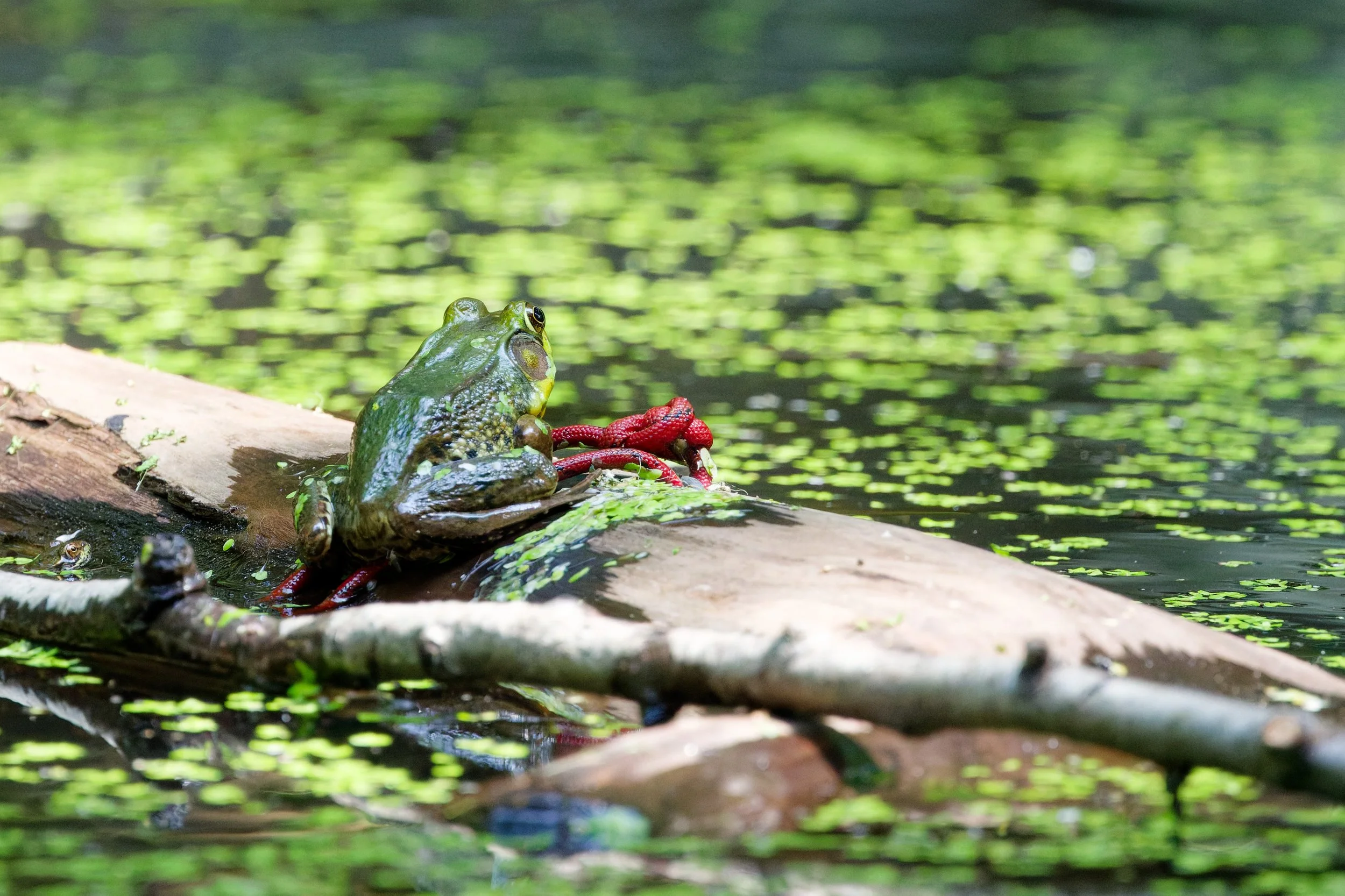Green Frog (2).jpg