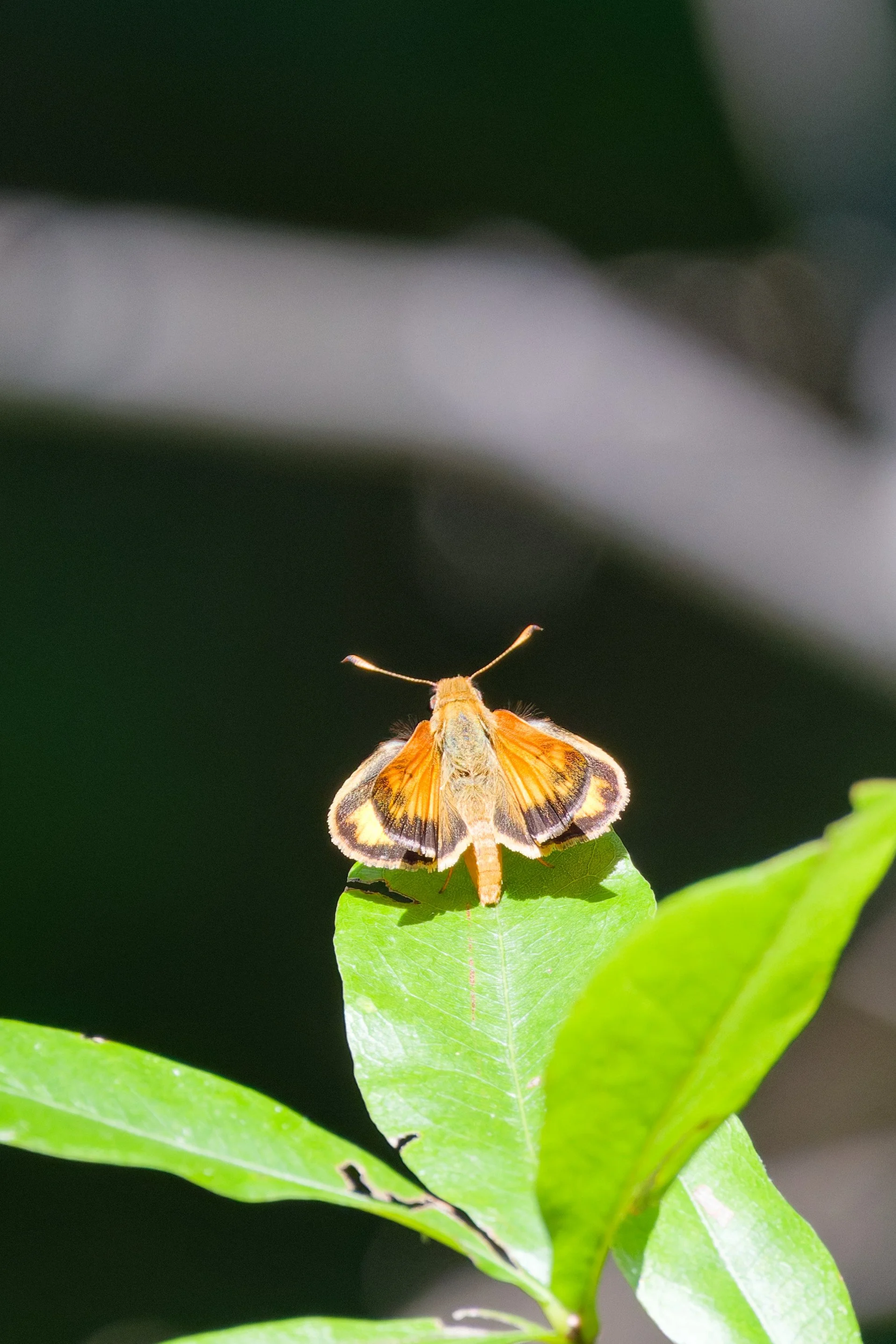 Zabulon Skipper.jpg