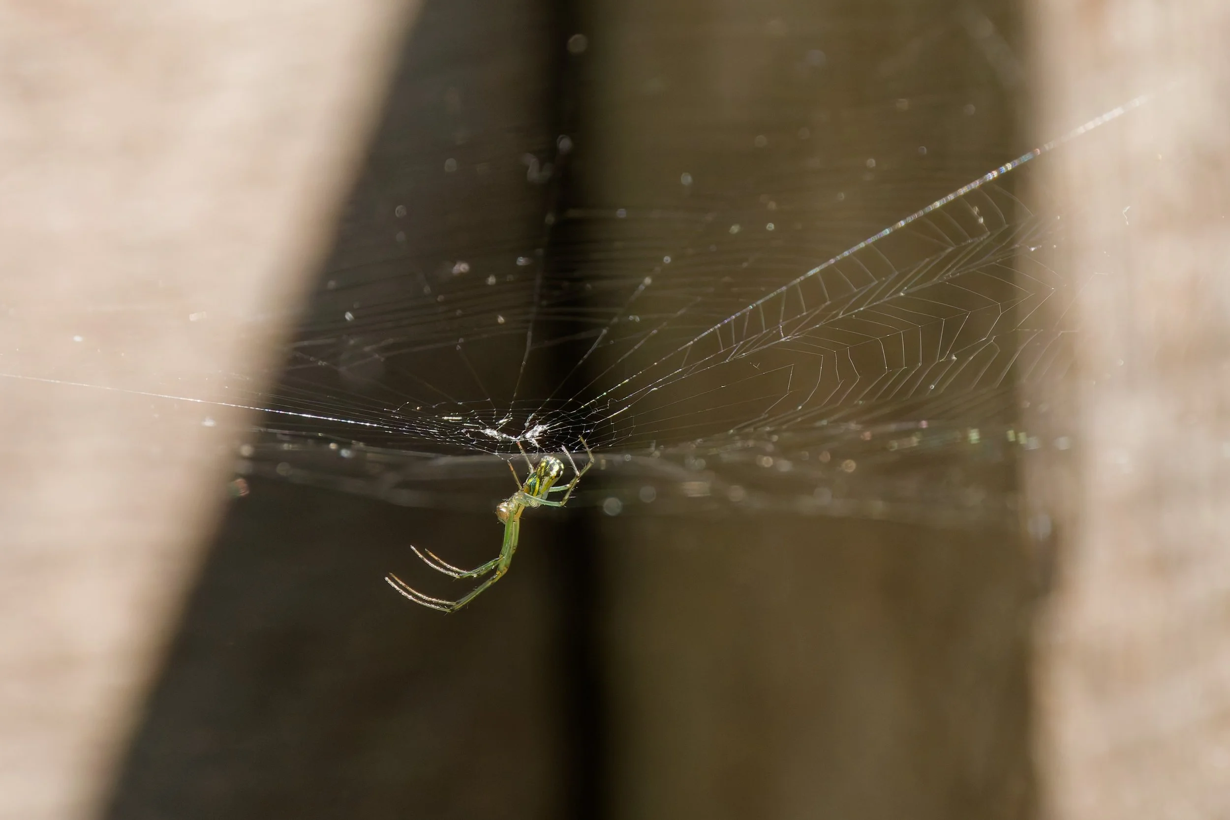 Orchard Orbweaver.jpg