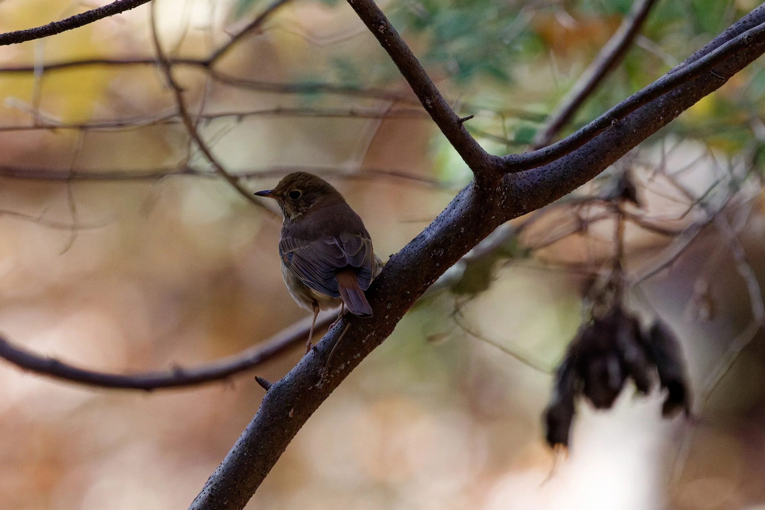 Hermit Thrush (1).jpg