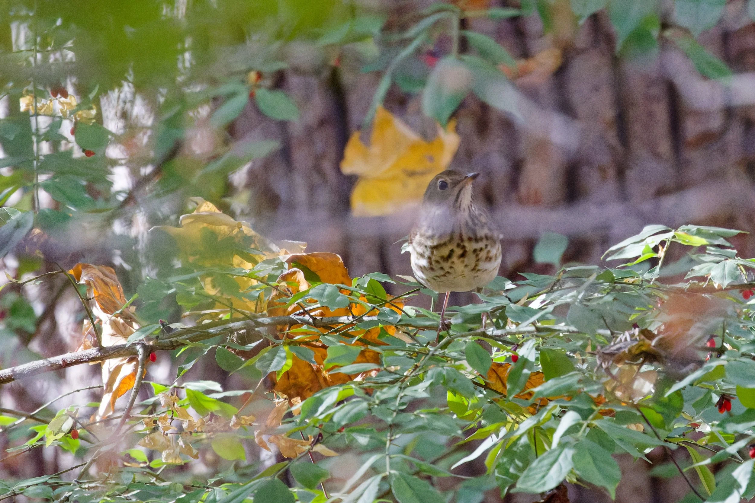 Hermit Thrush (2).jpg