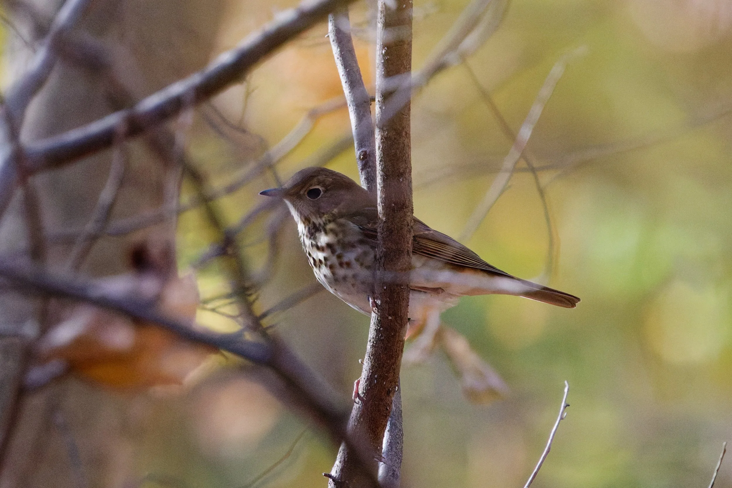 Hermit Thrush (3).jpg