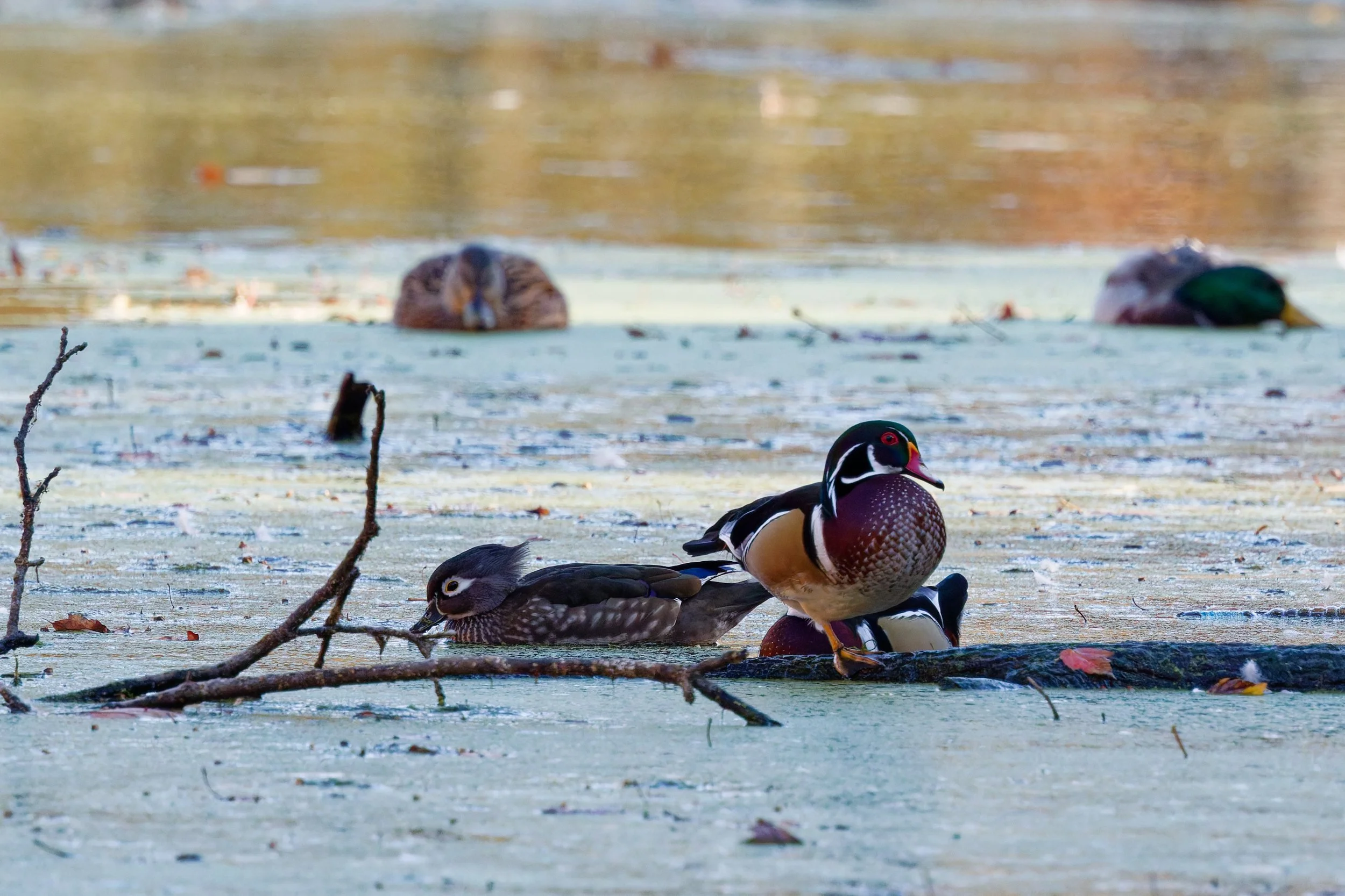 Wood Duck (2).jpg