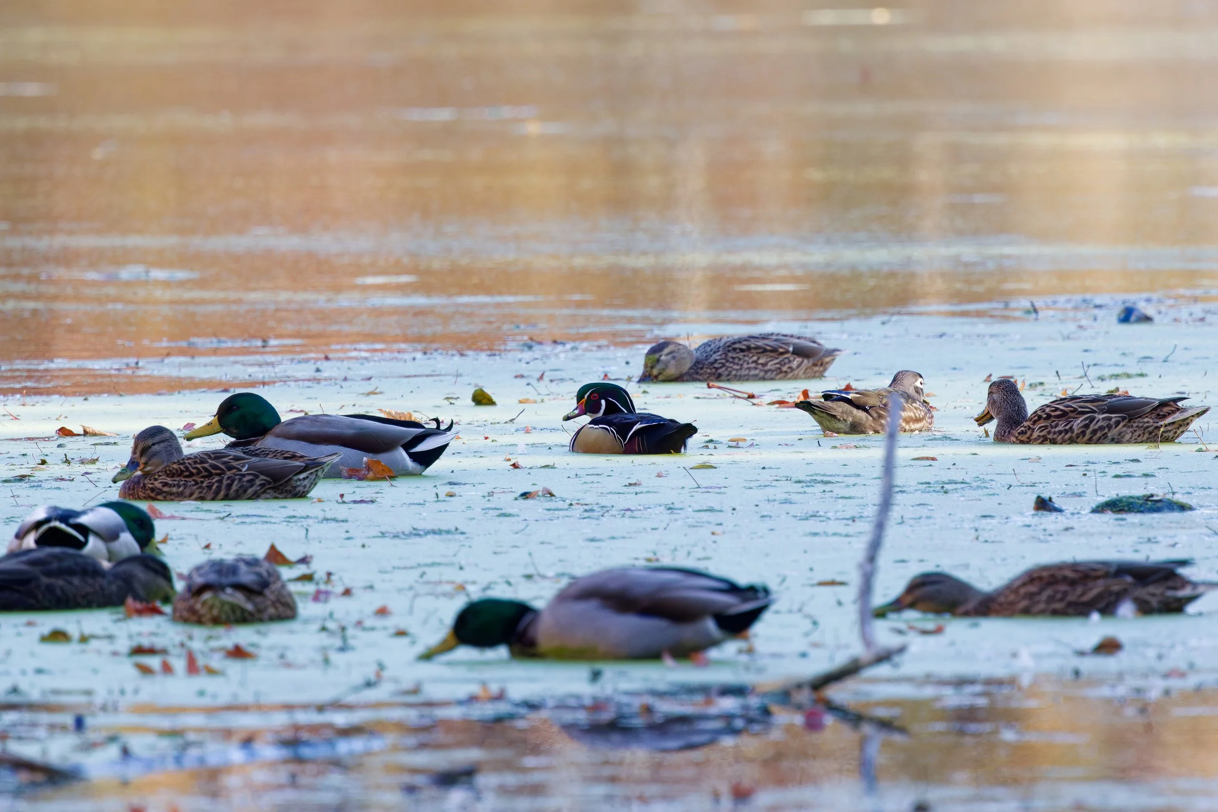 Wood Duck (1).jpg
