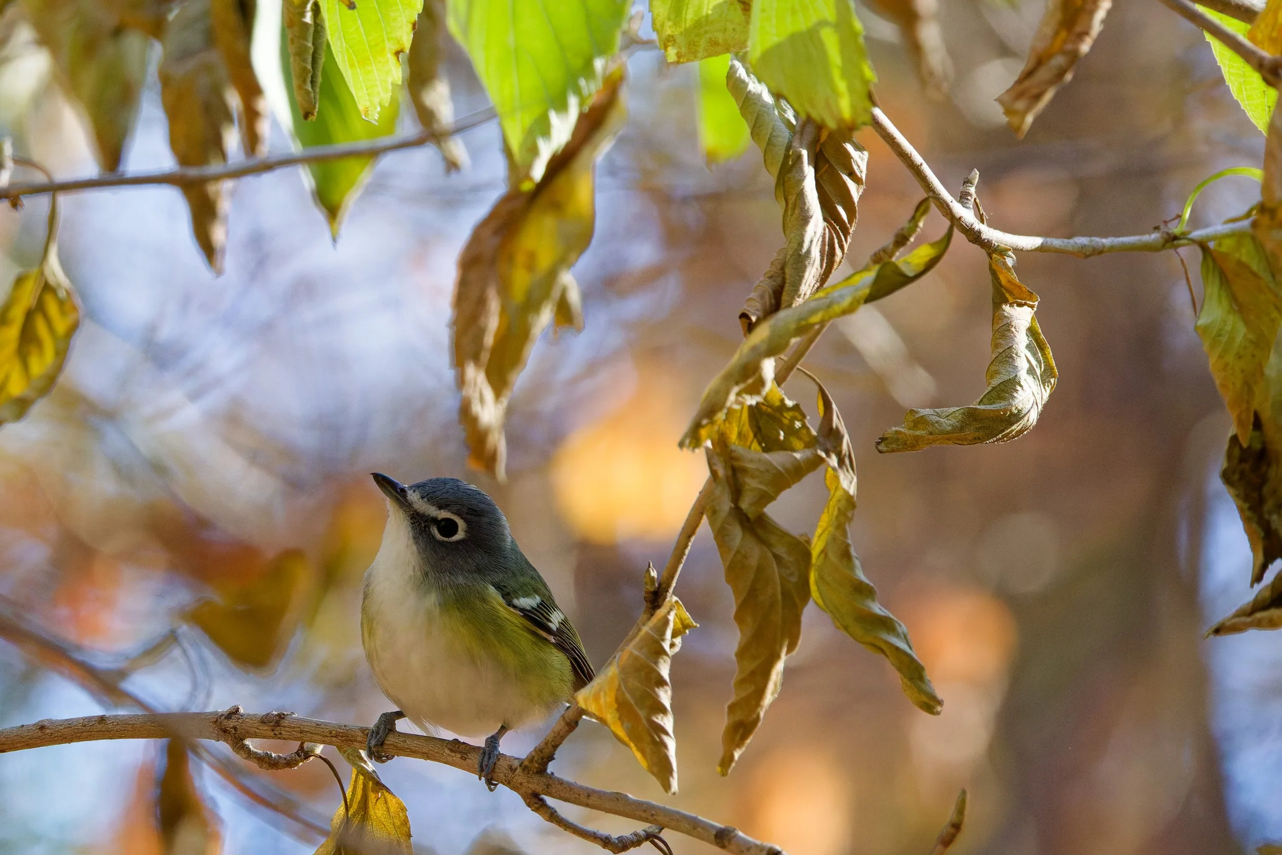 Blue-headed Vireo (1).jpg