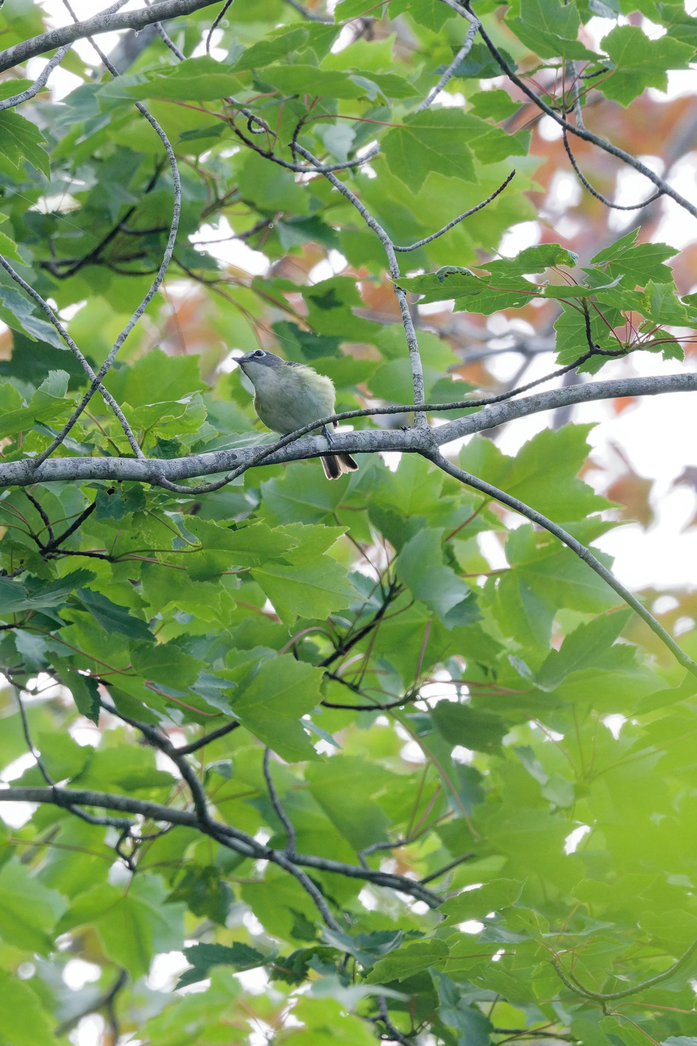 Blue-headed Vireo (4).jpg