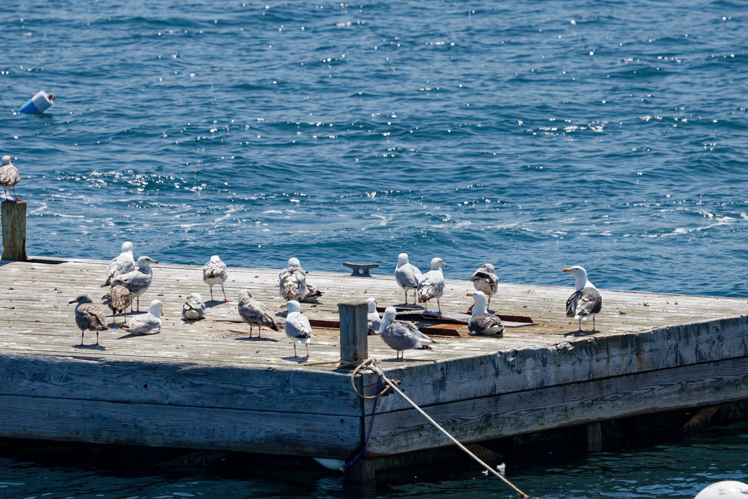 American Herring Gull (2).jpg