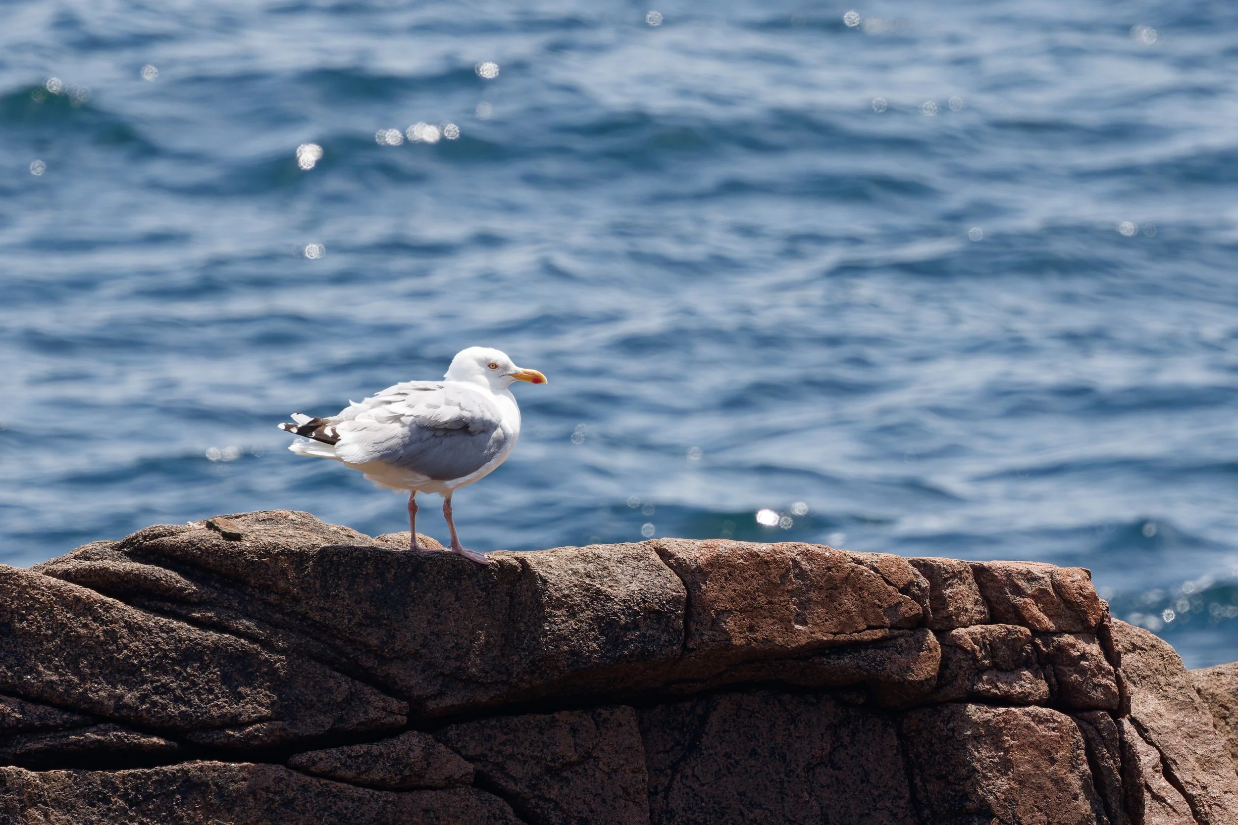 American Herring Gull (4).jpg