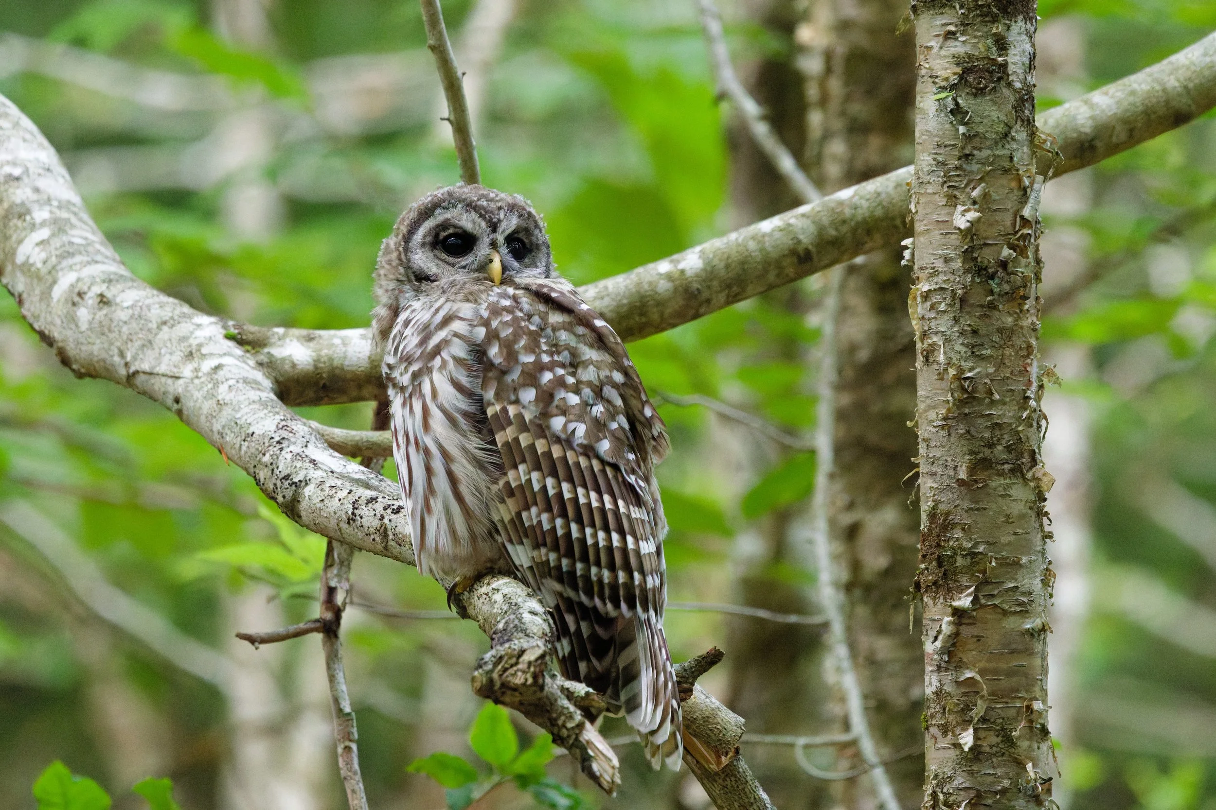 Barred Owl (1).jpg
