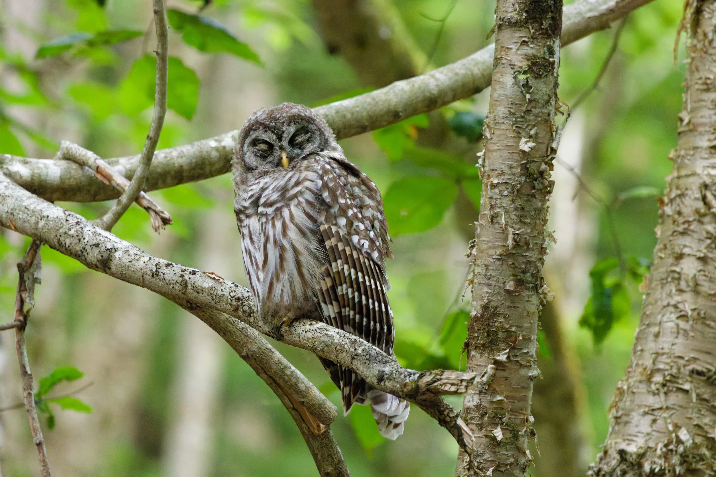 Barred Owl (2).jpg