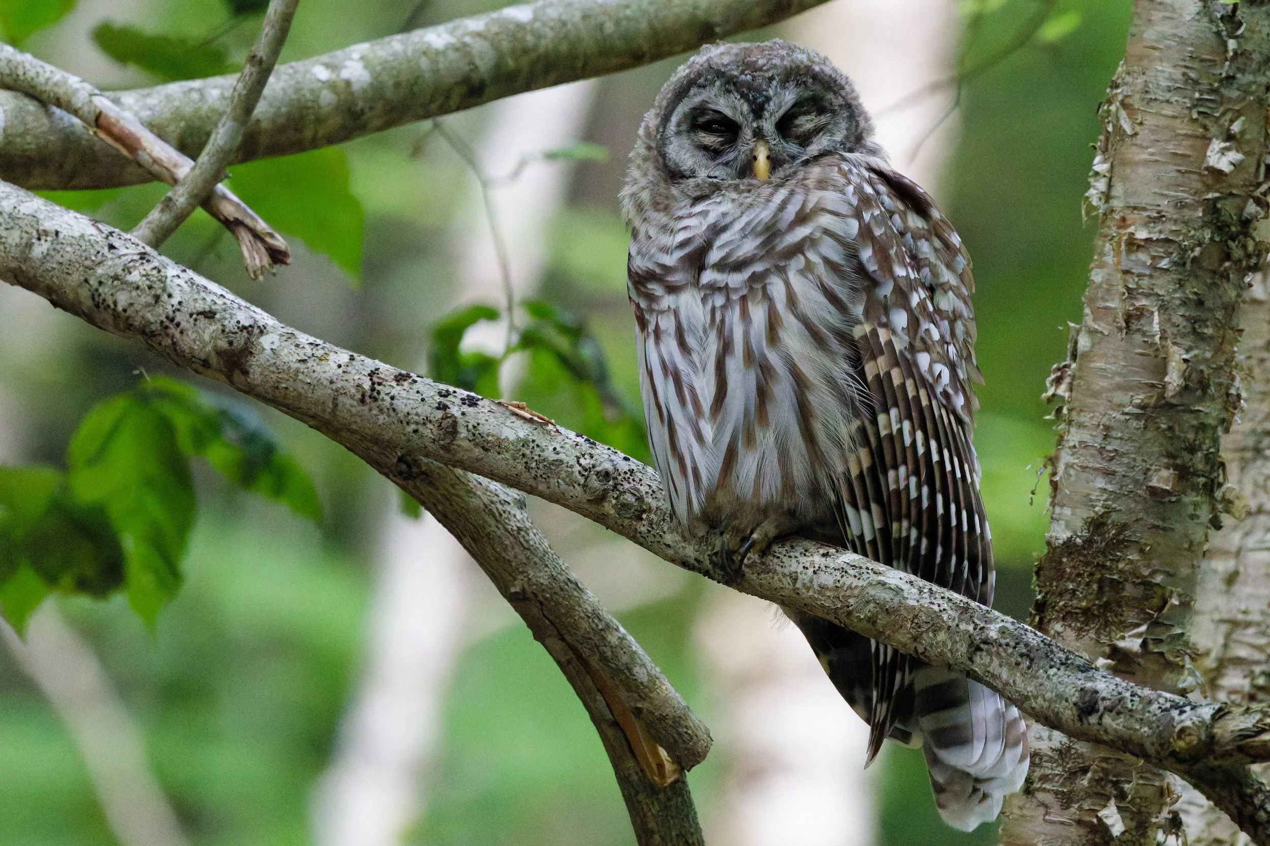Barred Owl (3).jpg