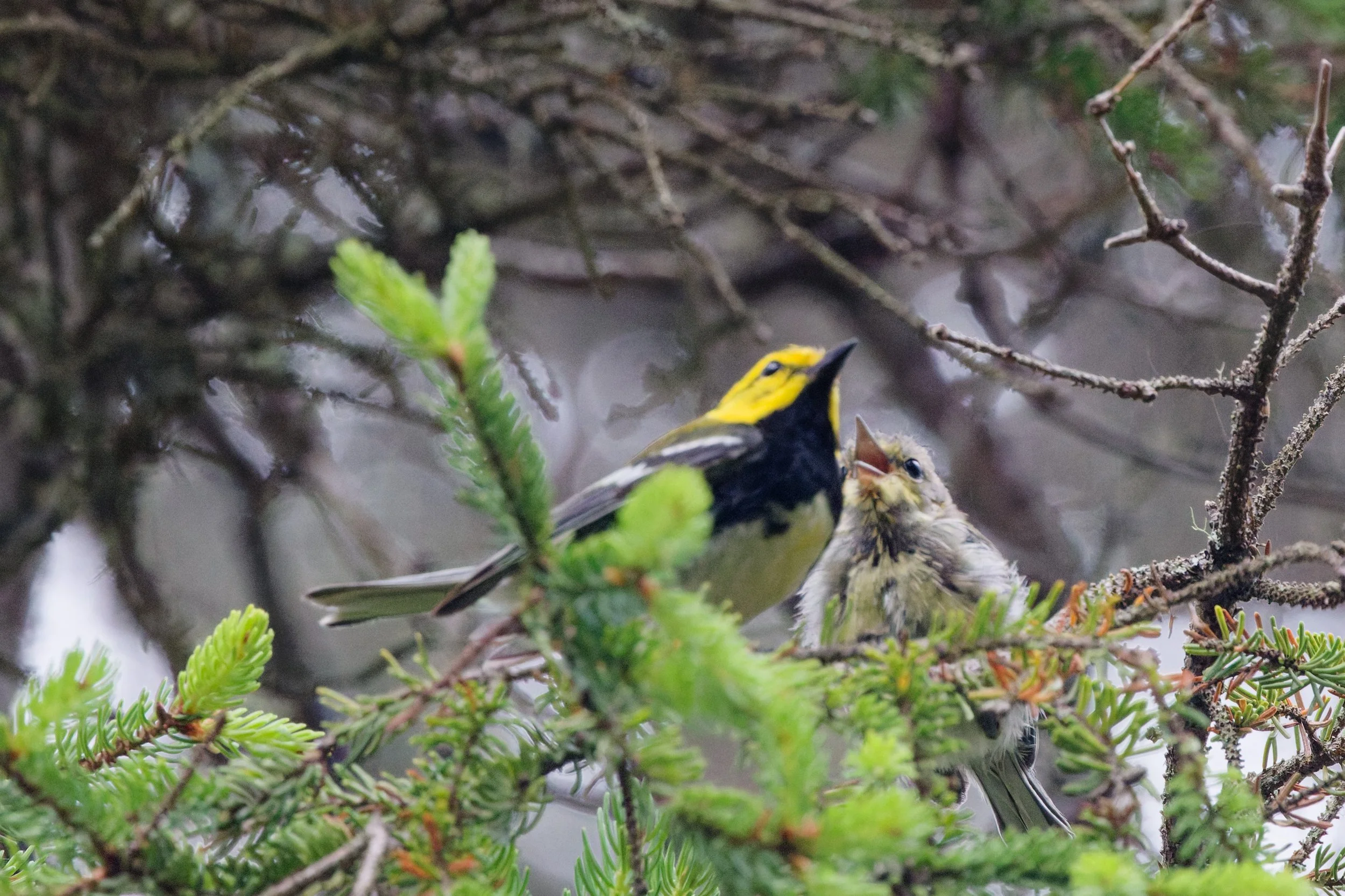 Black-throated Green Warbler (2).jpg