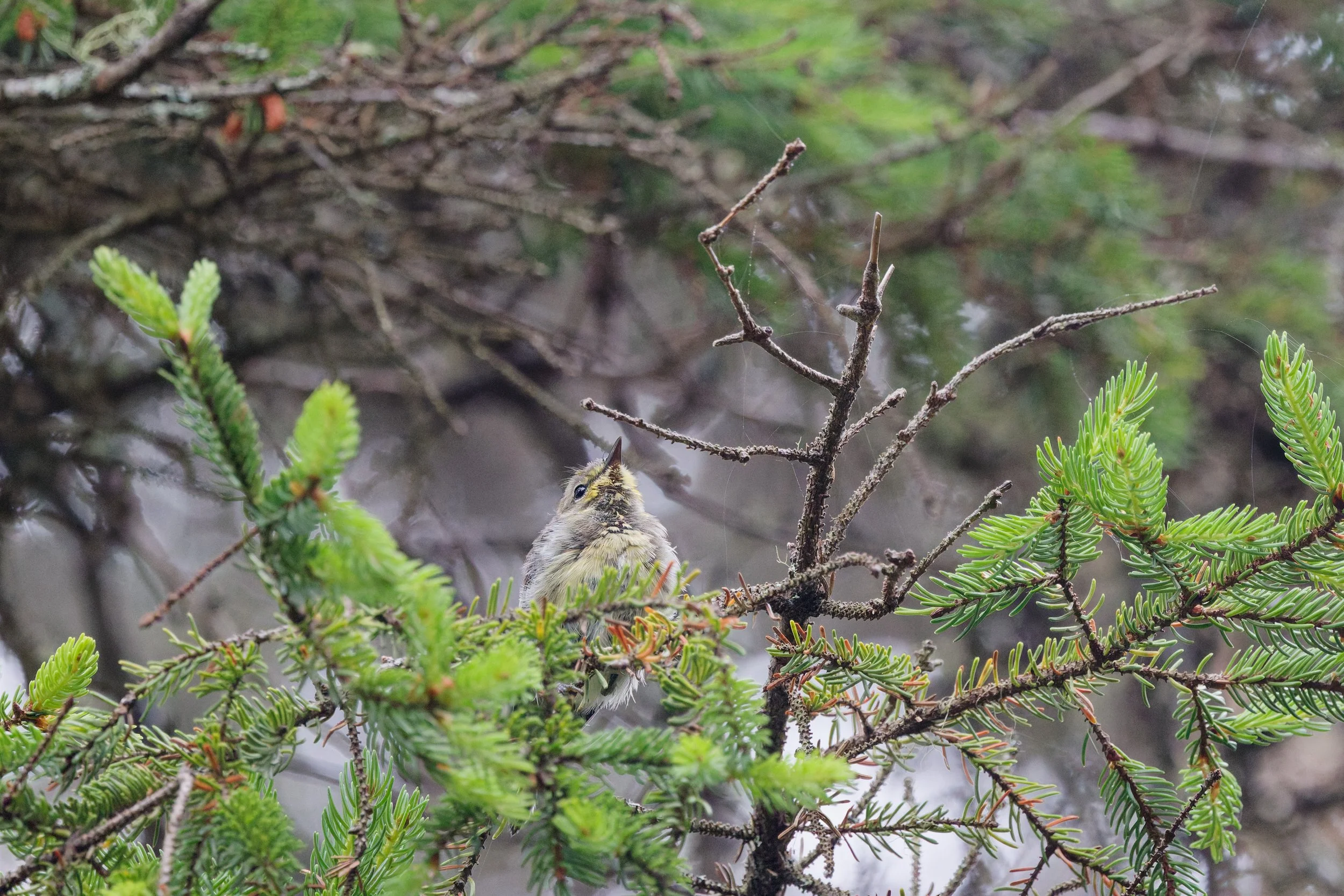 Black-throated Green Warbler (1).jpg
