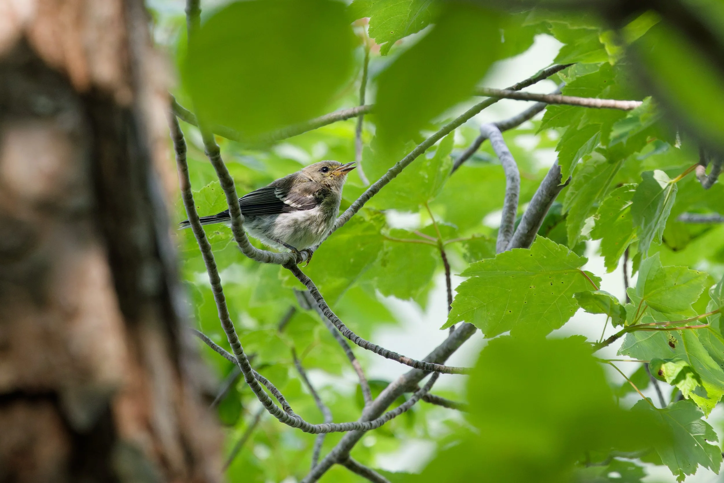 Black-throated Green Warbler (3).jpg