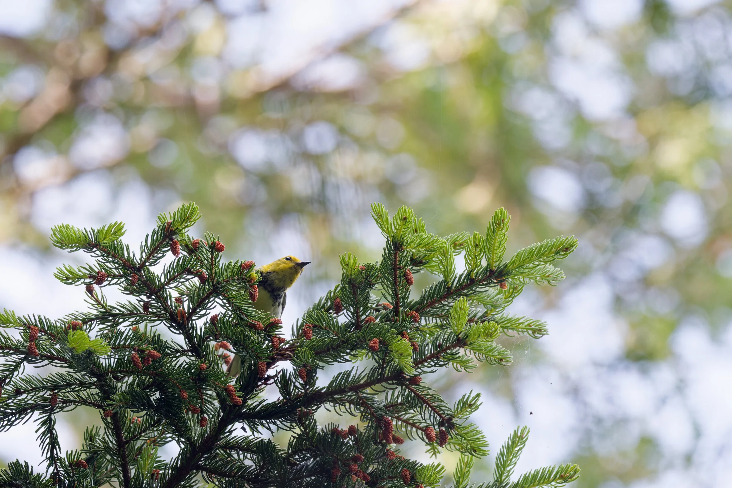 Black-throated Green Warbler (4).jpg