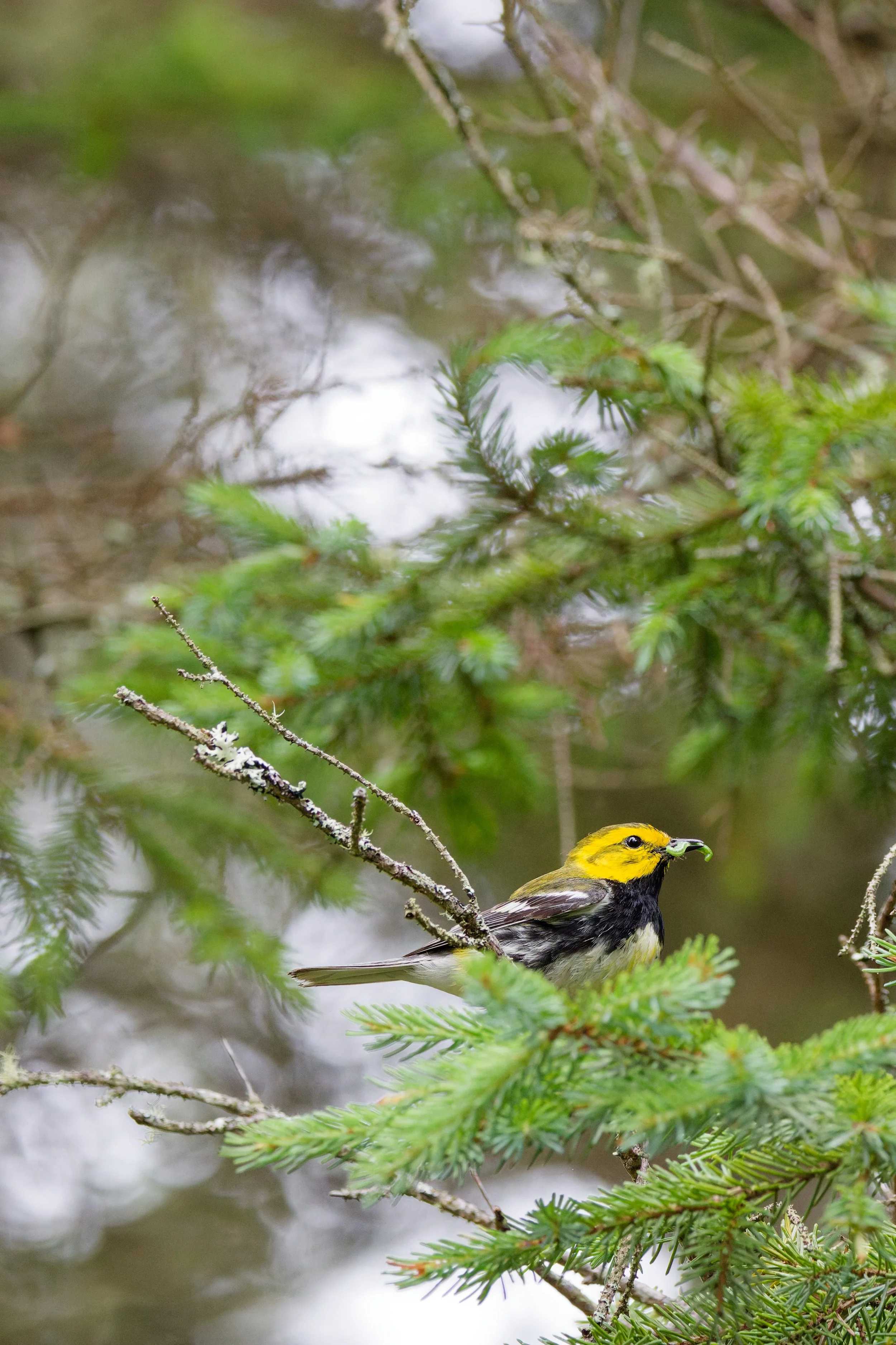 Black-throated Green Warbler (5).jpg