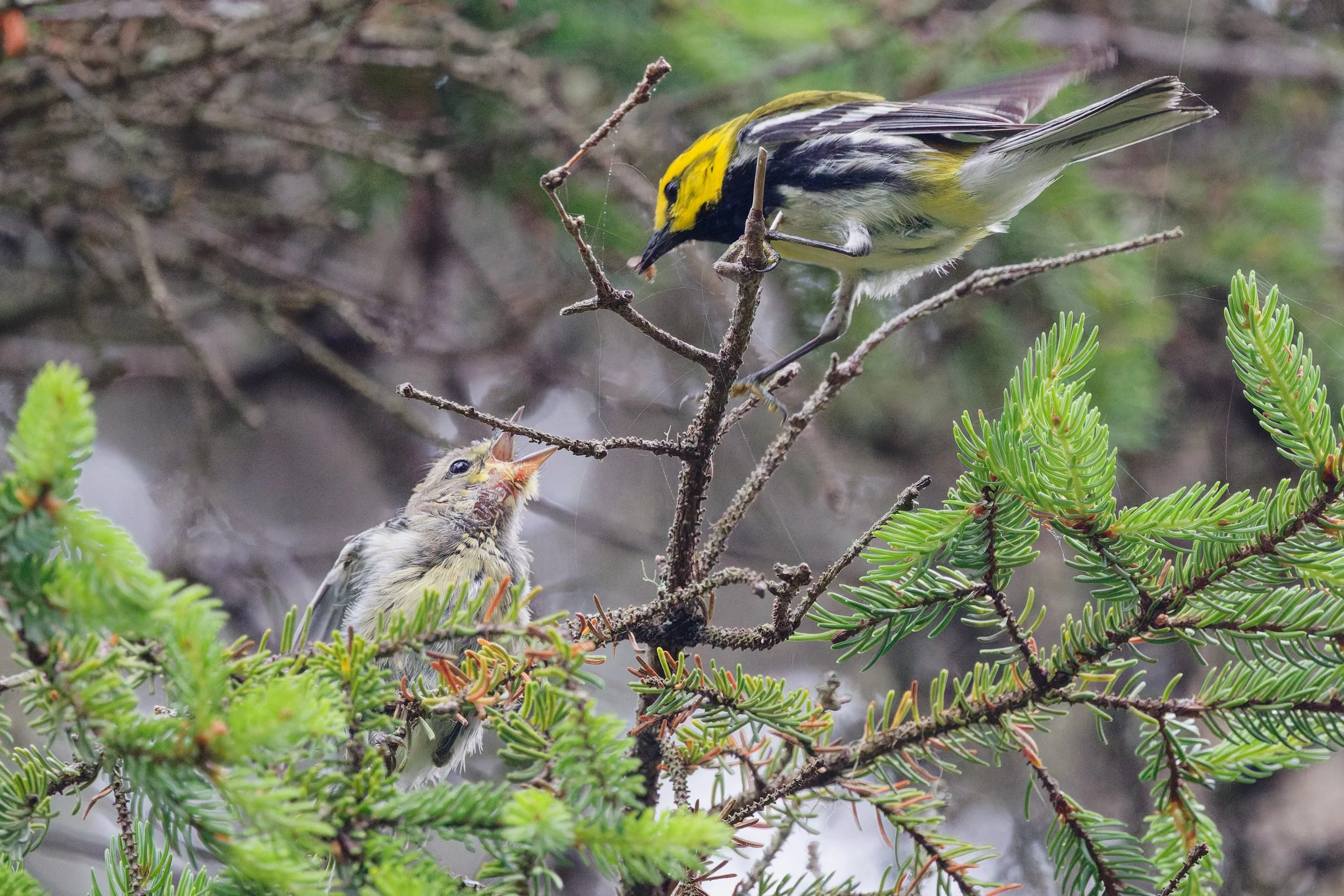 Black-throated Green Warbler (7).jpg