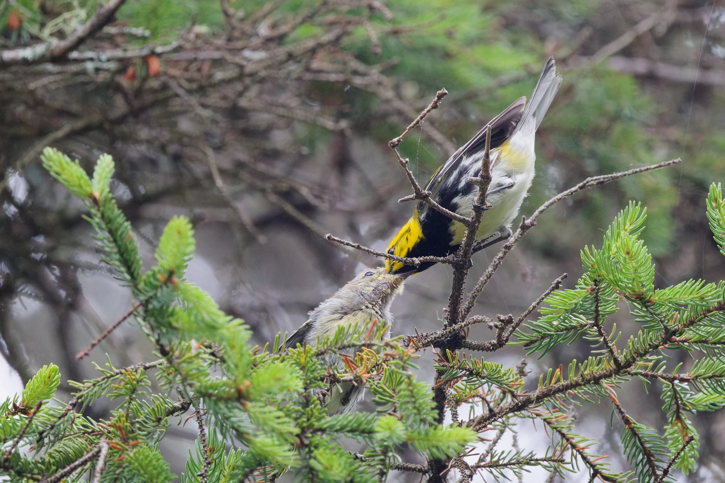 Black-throated Green Warbler (8).jpg