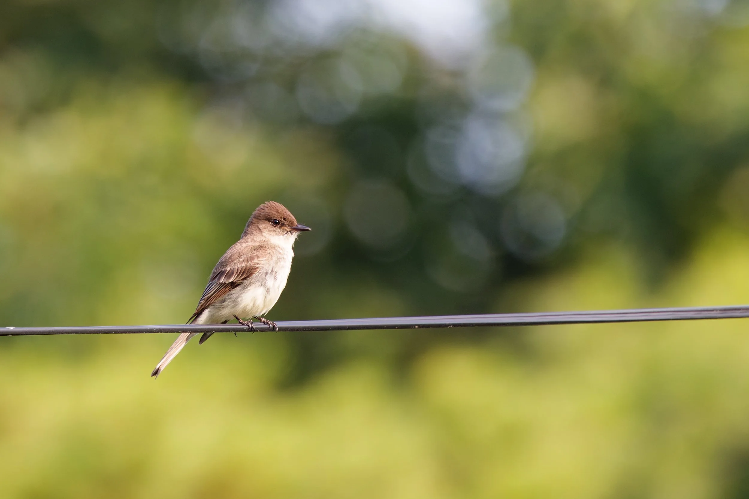 Eastern Phoebe (1).jpg