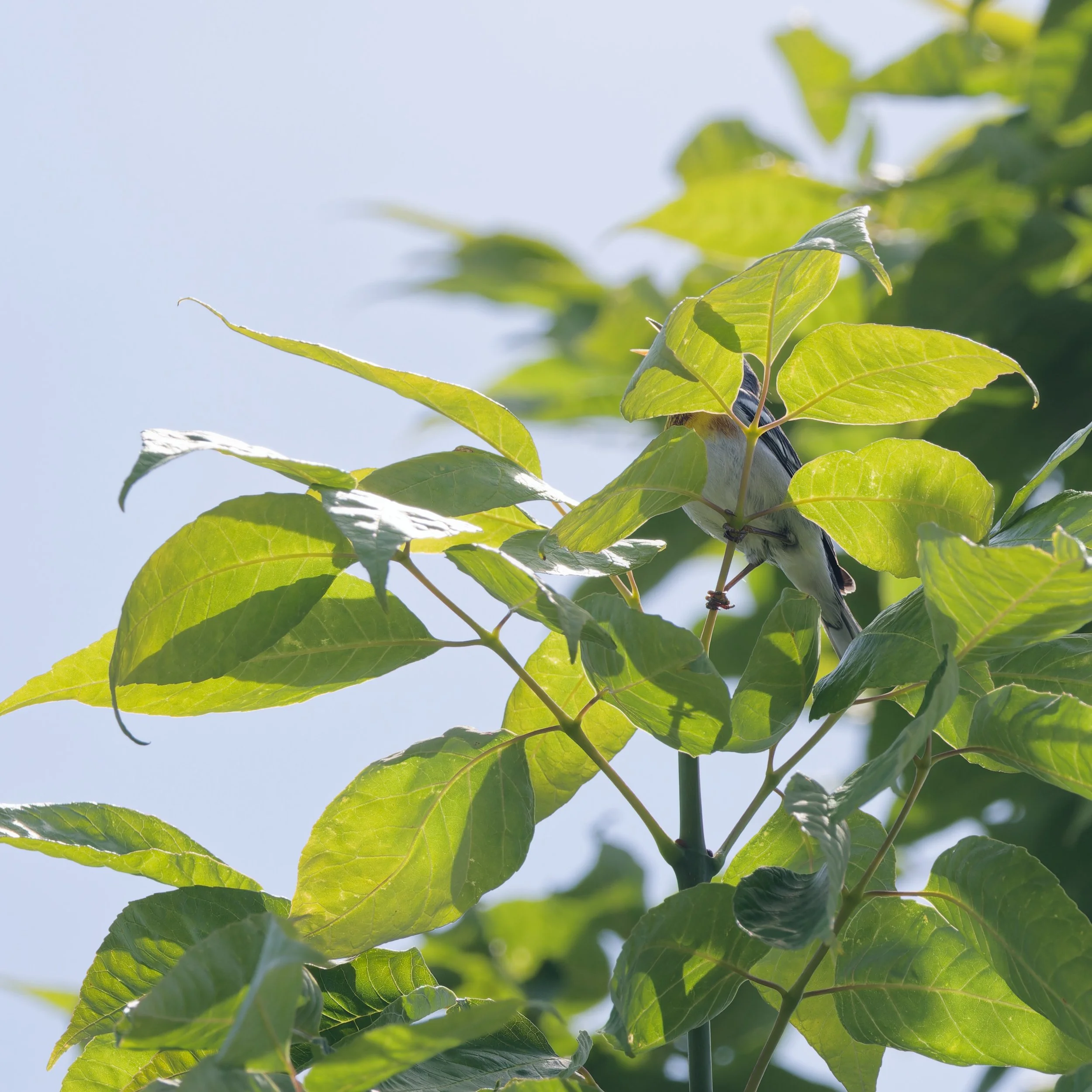 Northern Parula (2).jpg