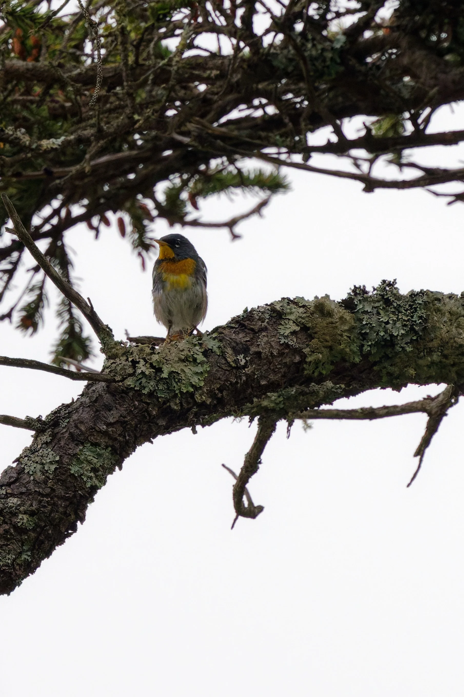 Northern Parula (4).jpg