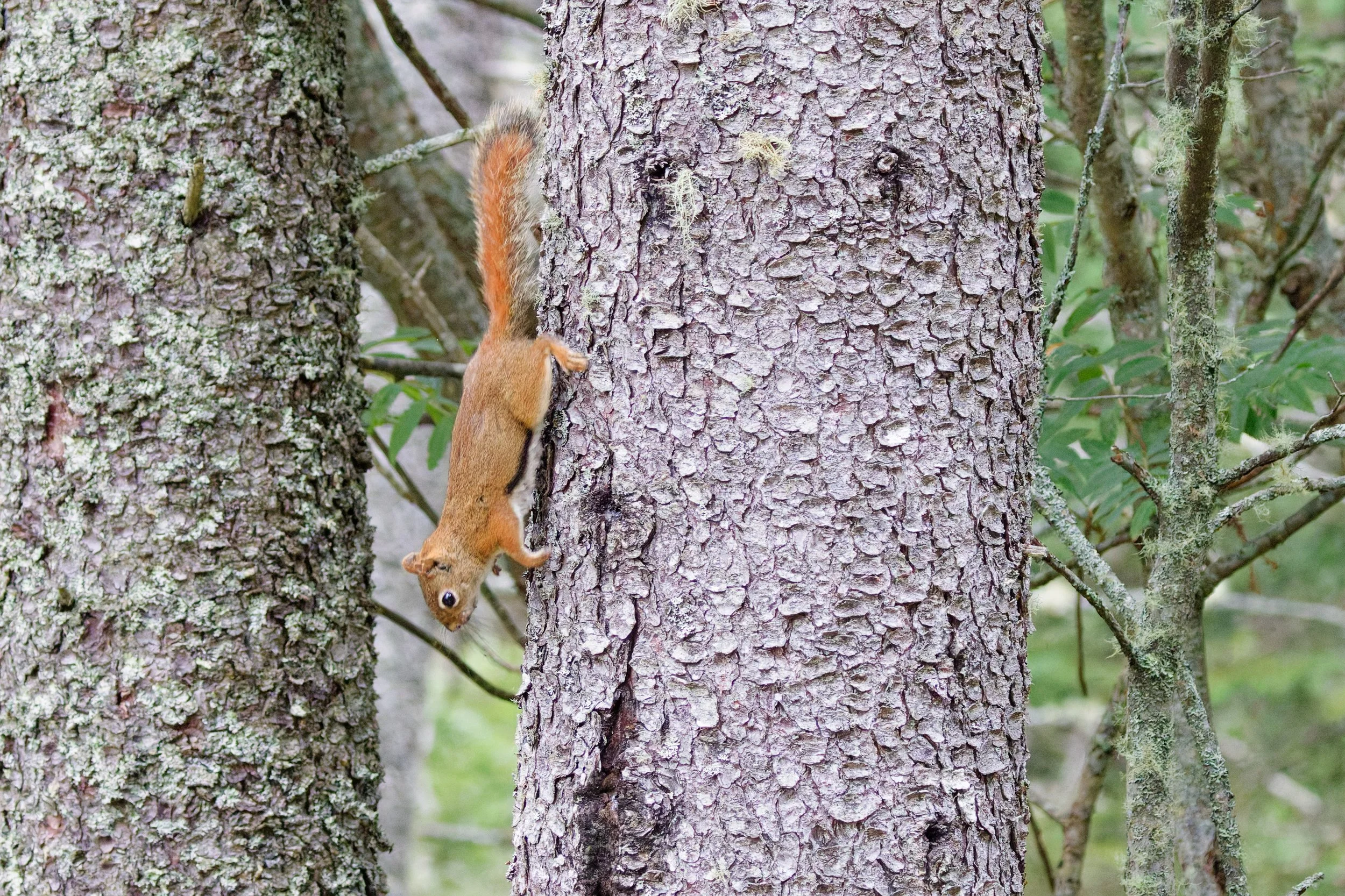Red Squirrel (2).jpg