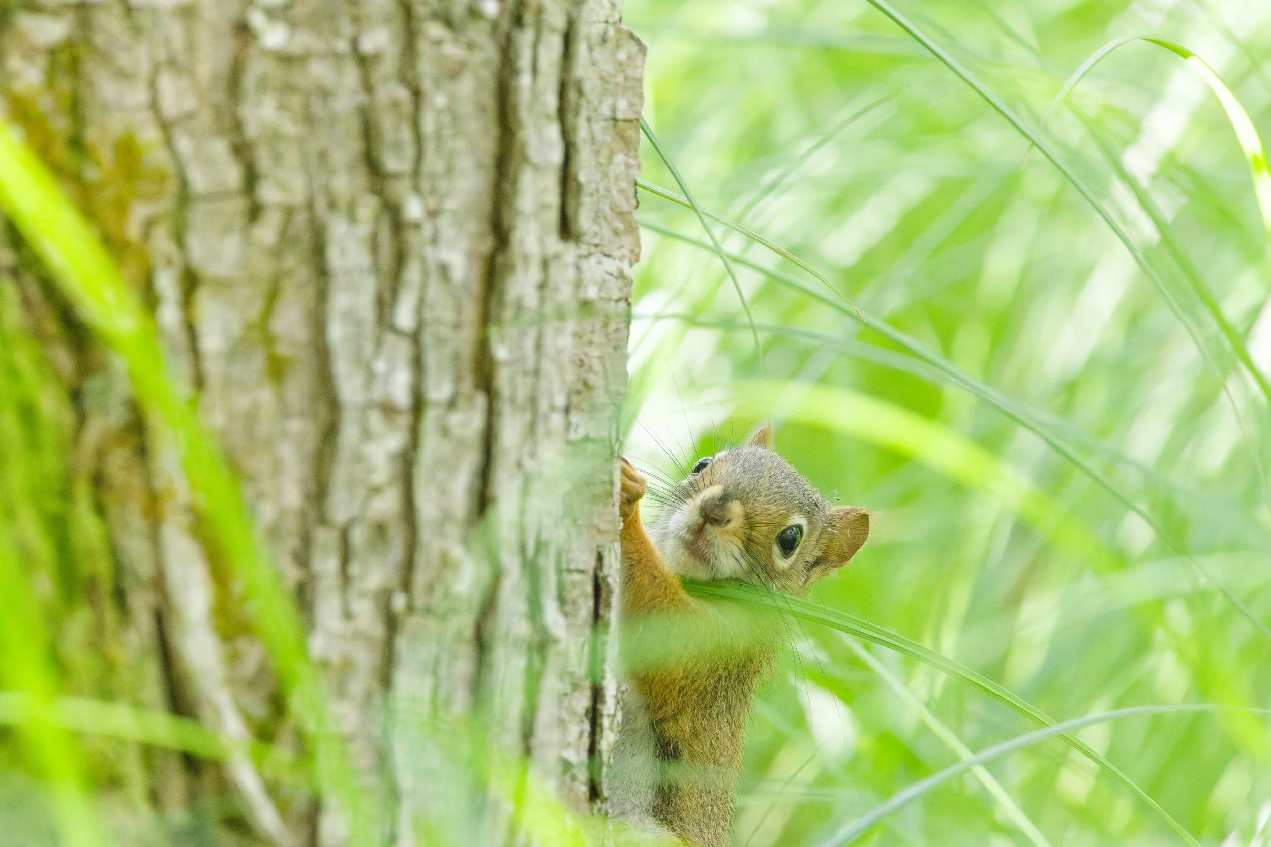 Red Squirrel (1).jpg