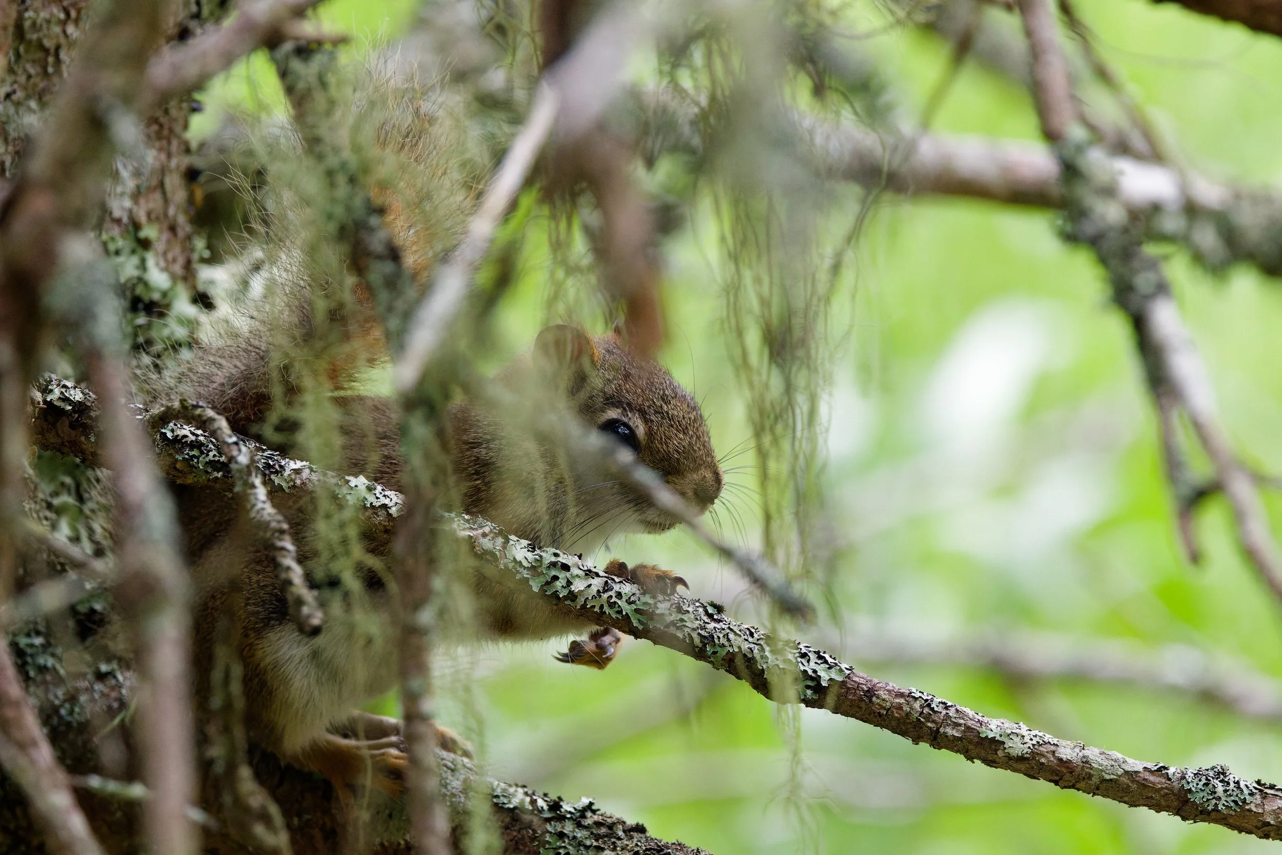 Red Squirrel (3).jpg