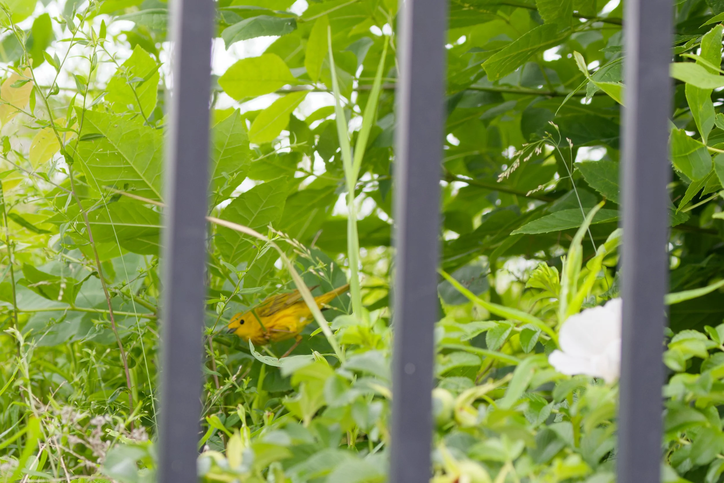 Yellow Warbler.jpg