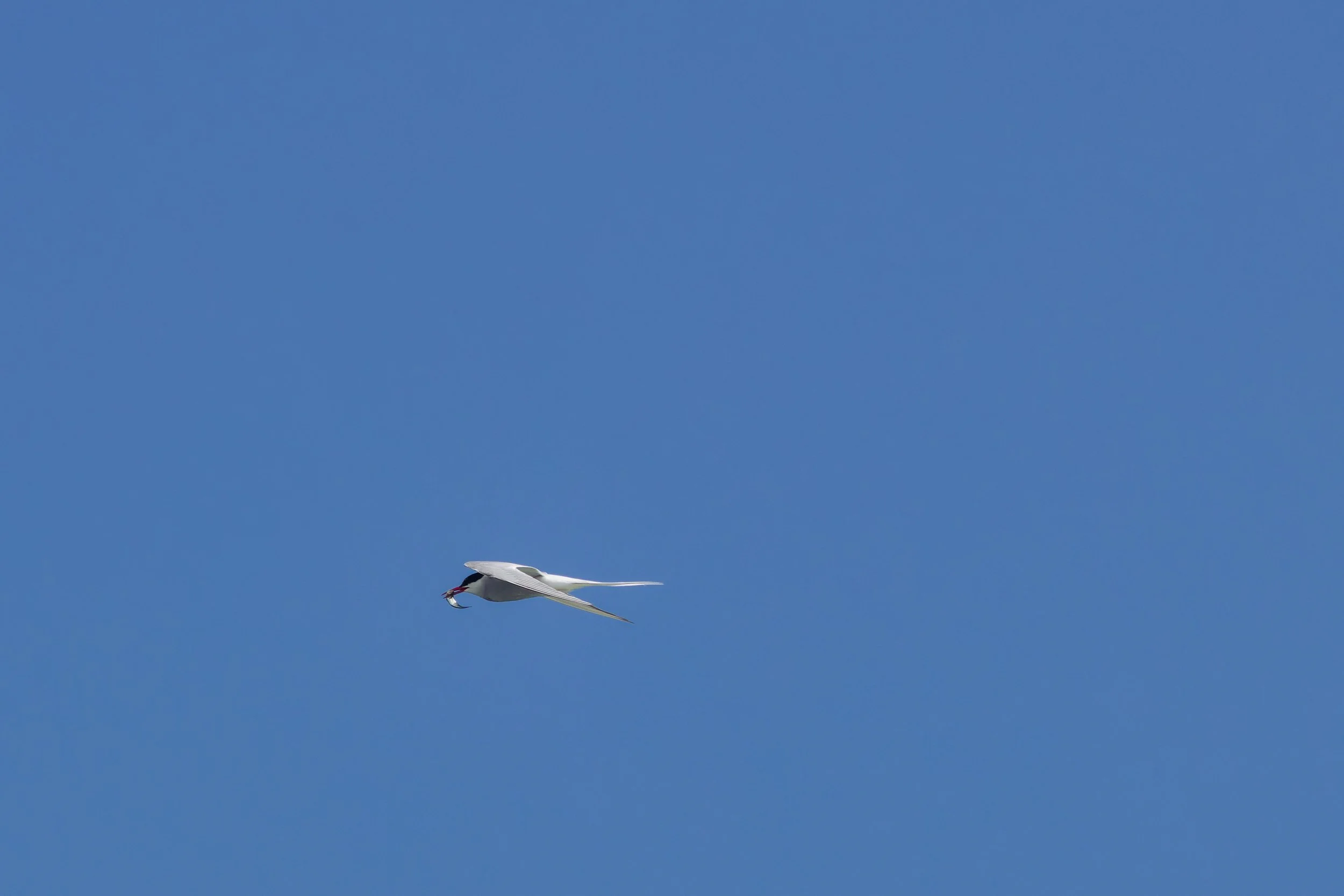 Arctic Tern.jpg