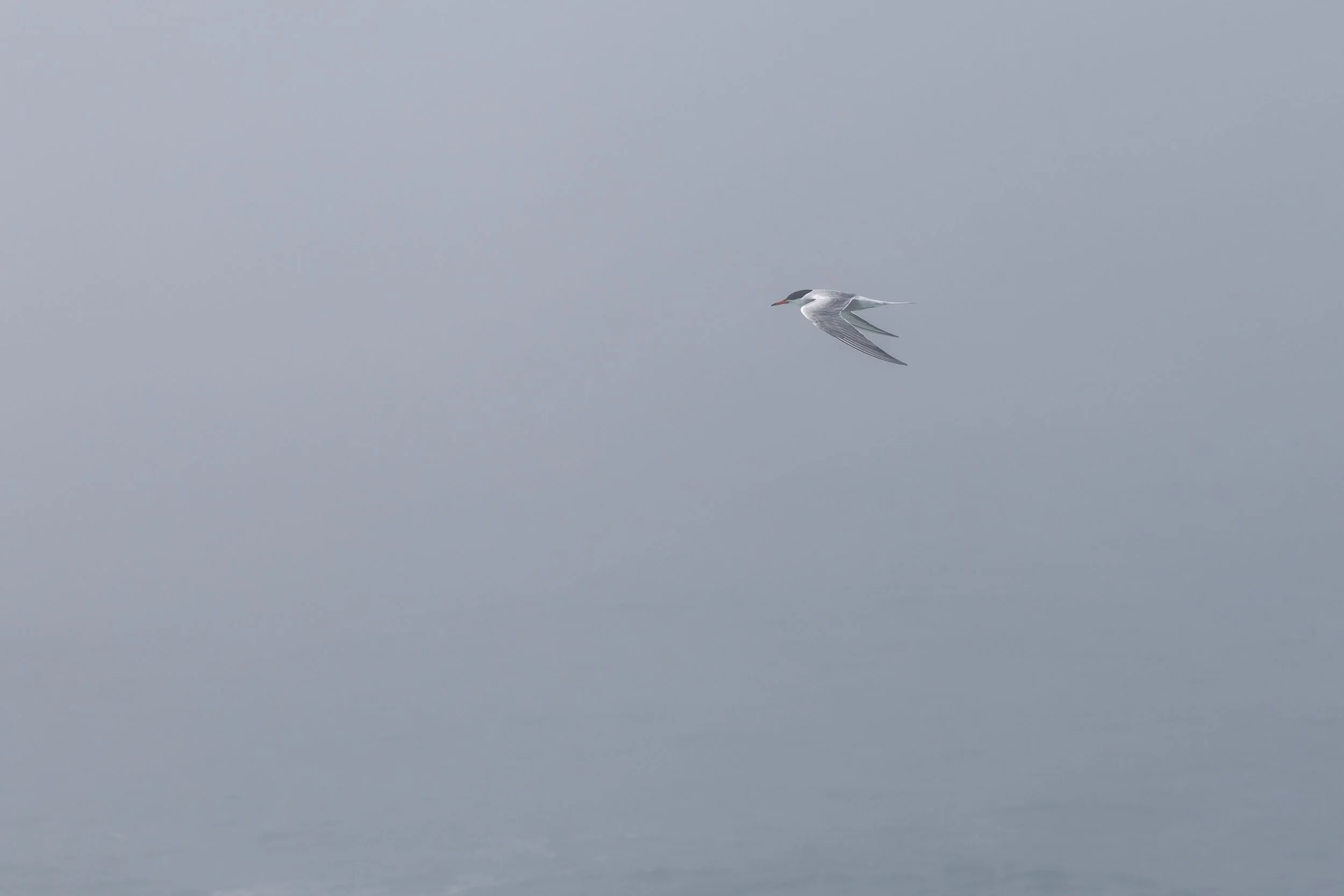 Common Tern (1).jpg