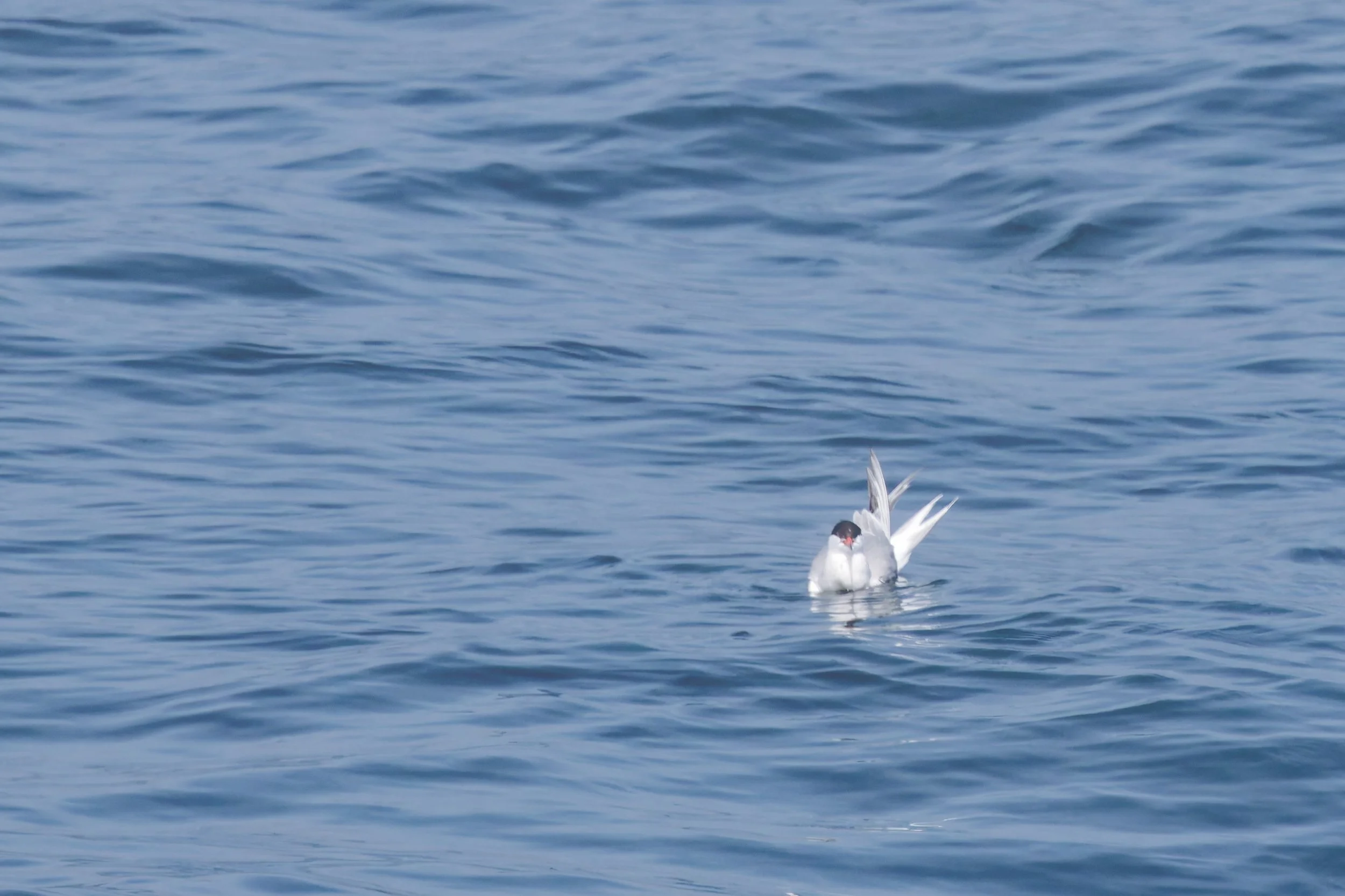 Common Tern (2).jpg