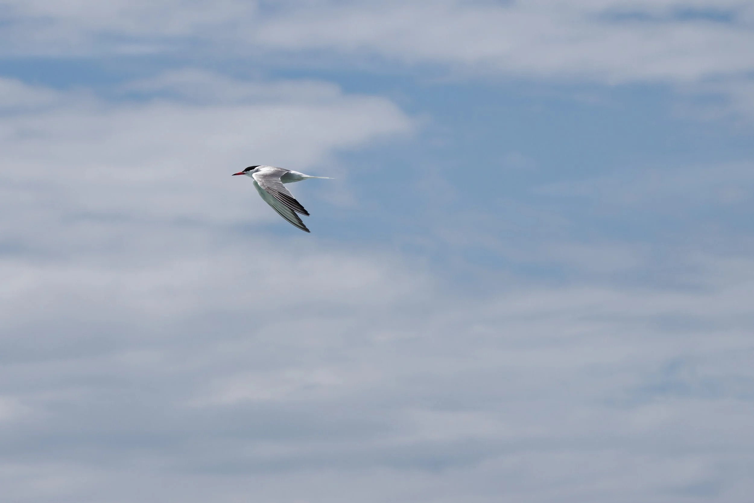 Common Tern (3).jpg