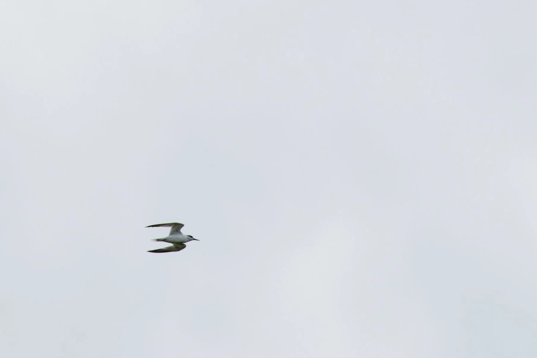 Common Tern (4).jpg