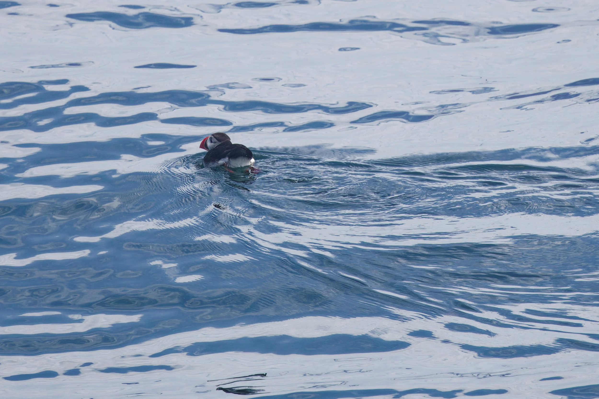 Atlantic Puffin (1).jpg