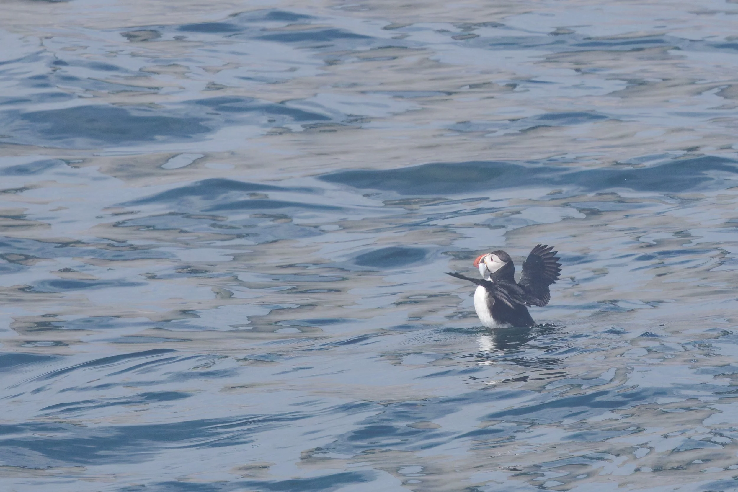 Atlantic Puffin (5).jpg