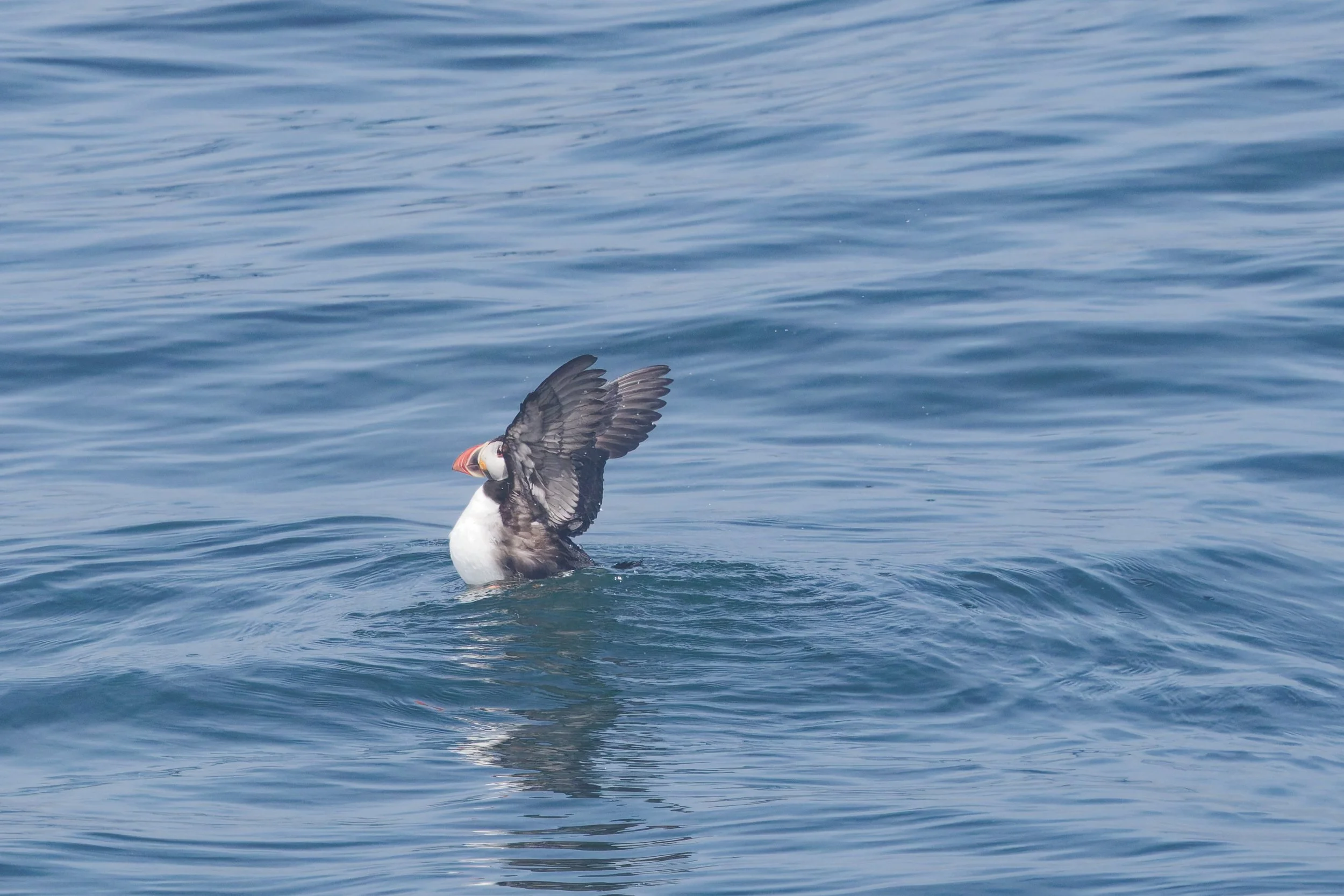 Atlantic Puffin (7).jpg
