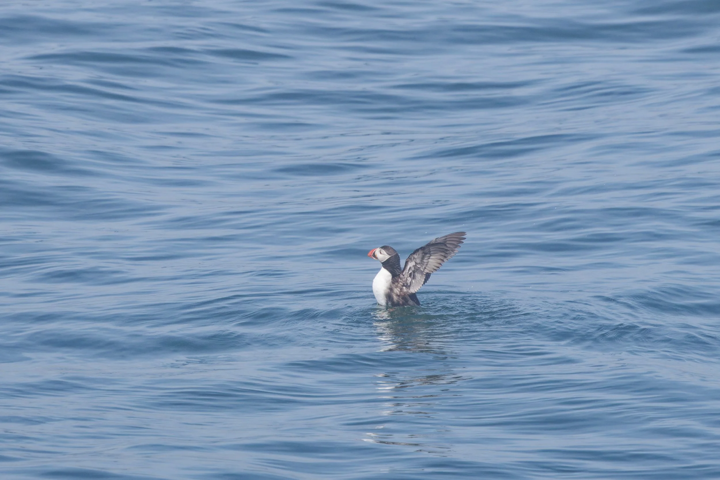 Atlantic Puffin (8).jpg
