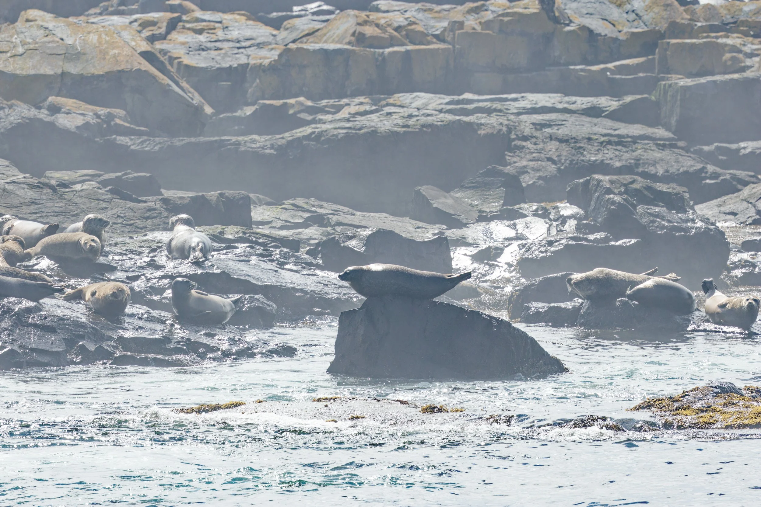 Gray and Harbor Seals (4).jpg