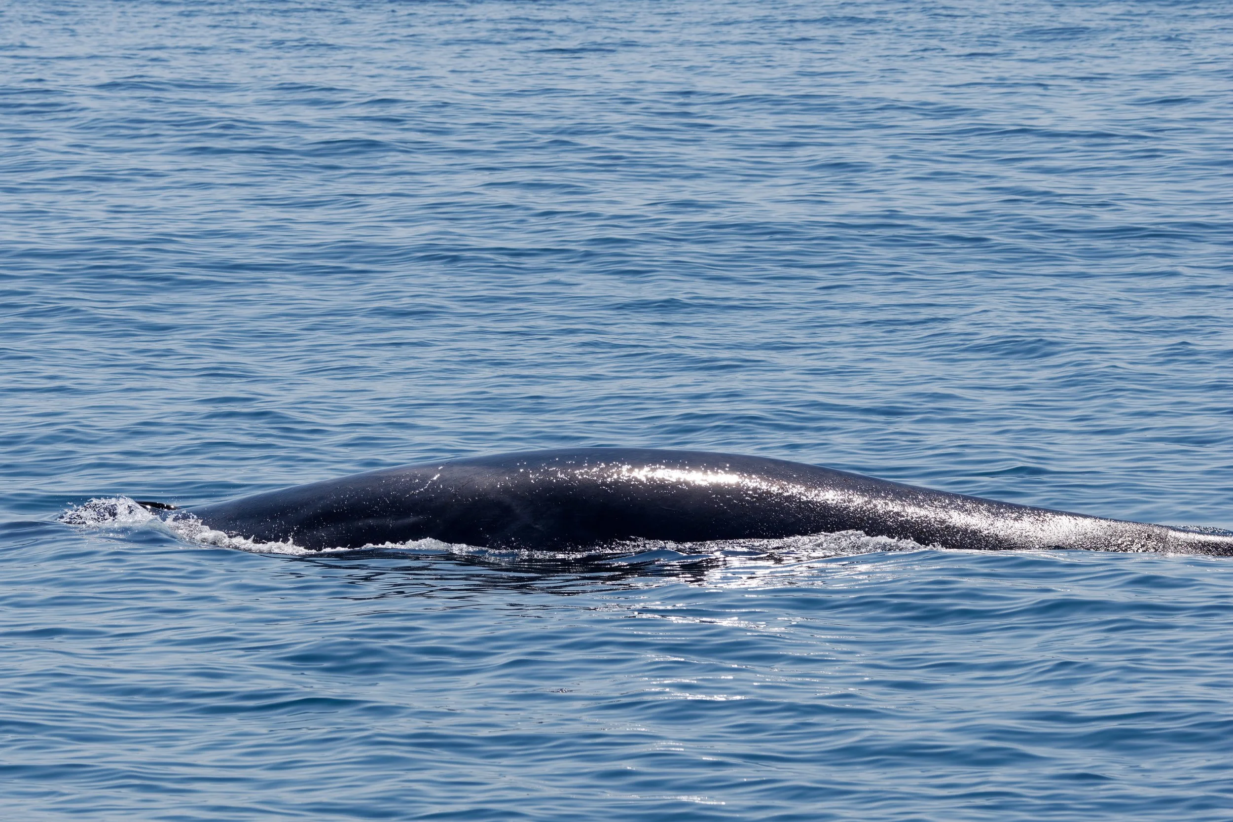 Finback Whale (2).jpg
