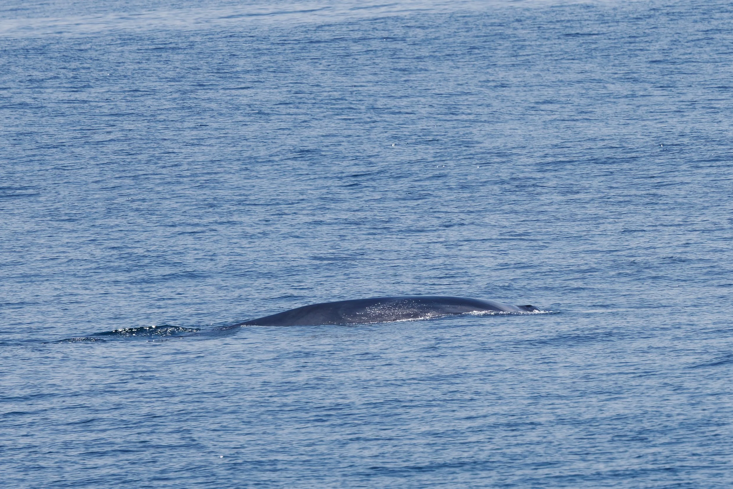 Finback Whale (4).jpg