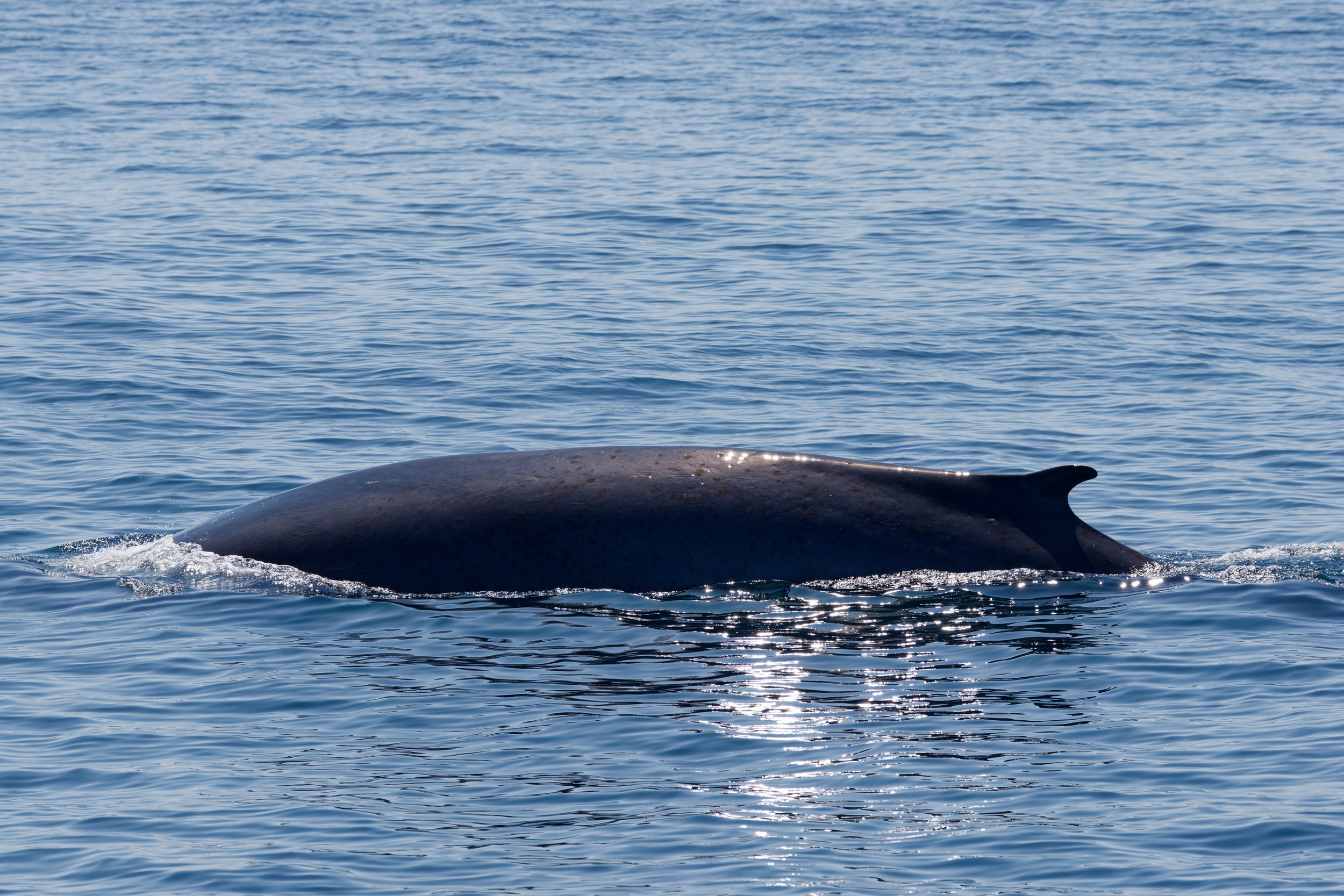Finback Whale (3).jpg