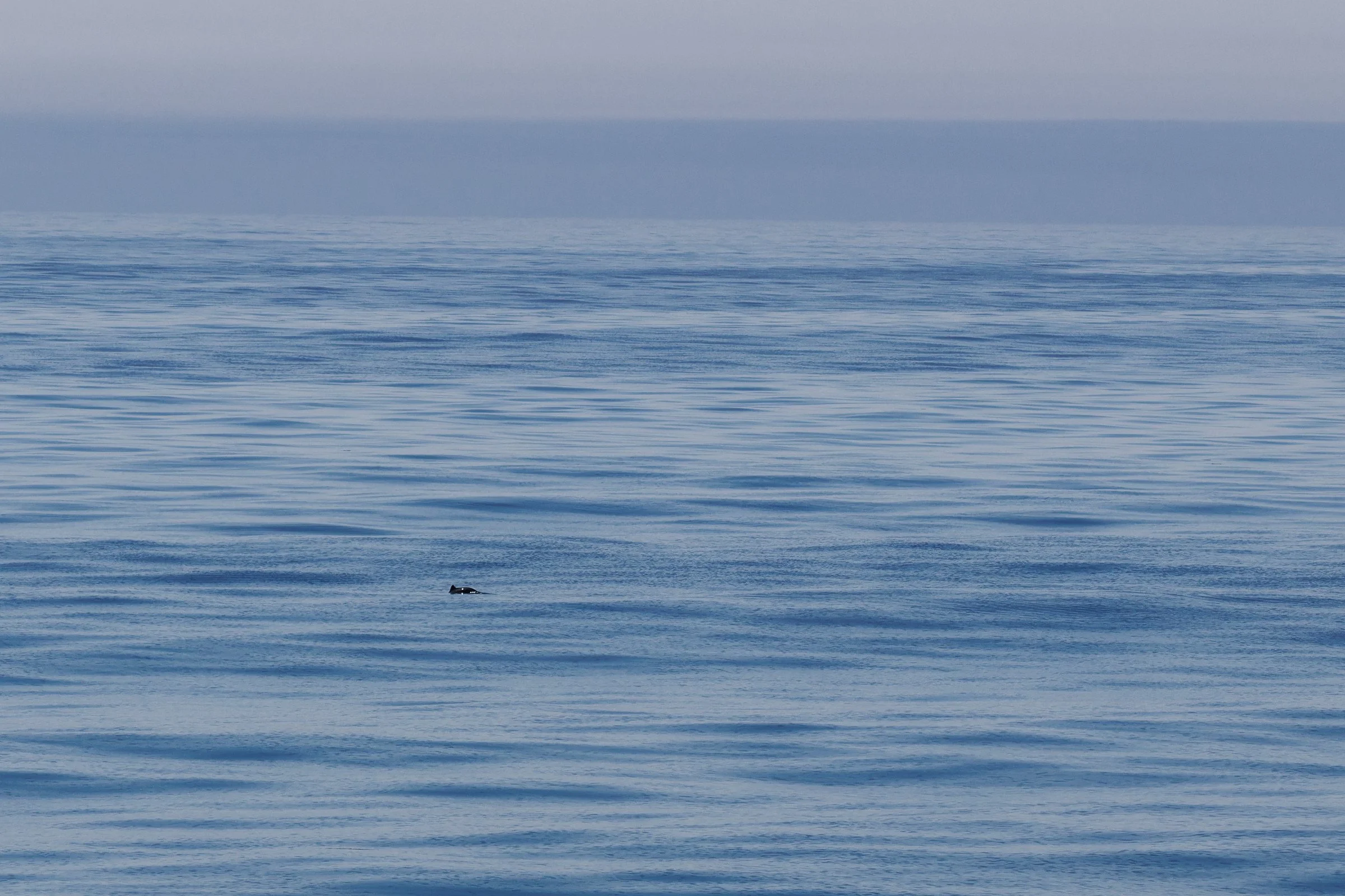 Porpoise.jpg